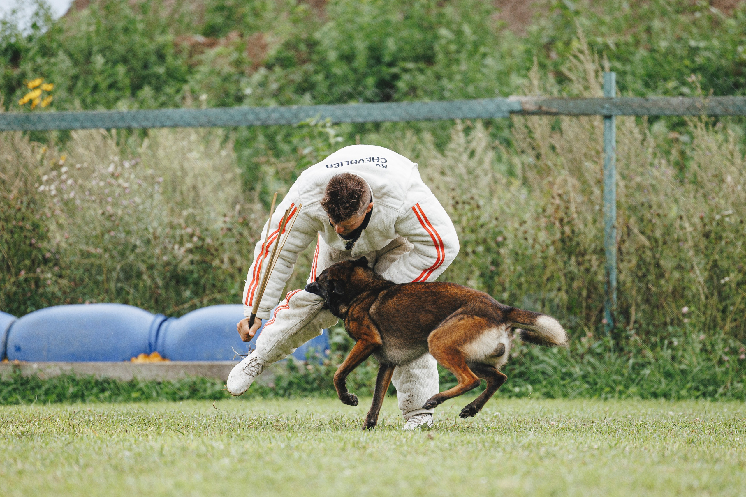 08.08.25-10.08.25 ЧР по мондьорингу г. Вологда. Фотограф-анималист Анна Маринич