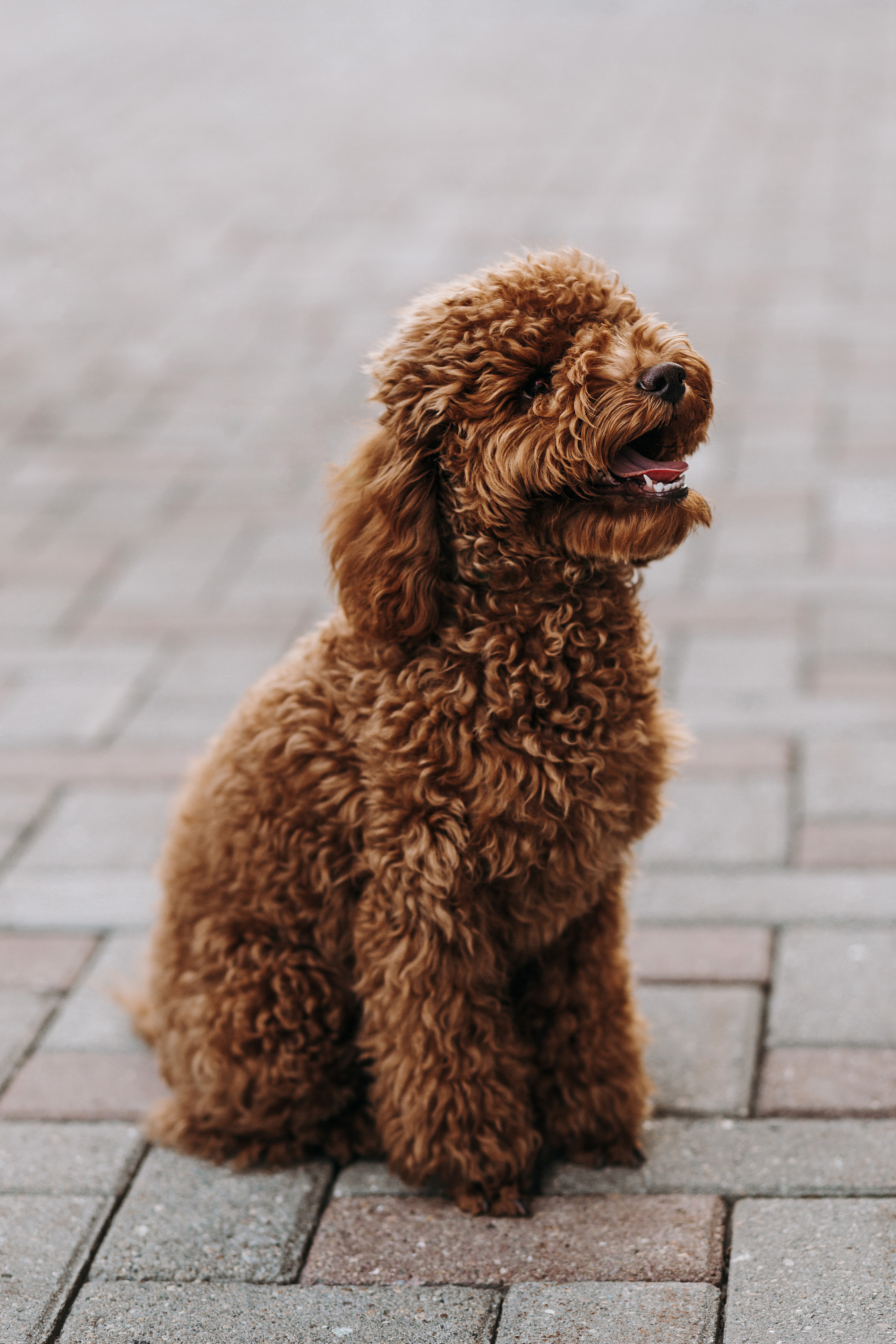 Оля и Молли. Фотограф в Тюмени | Оксана Пасичник