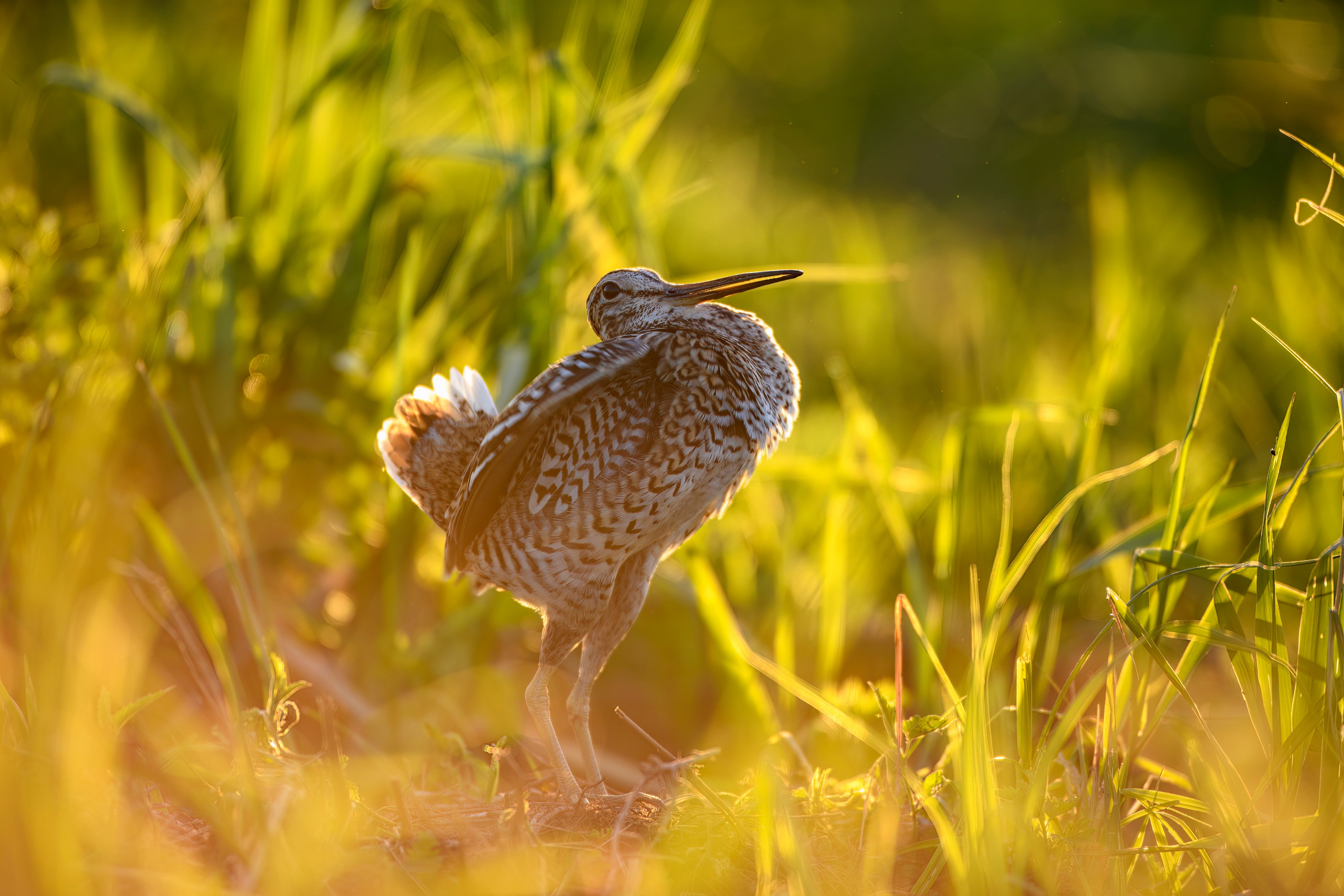 На дупелином току. Фотограф Сергей Пупонин