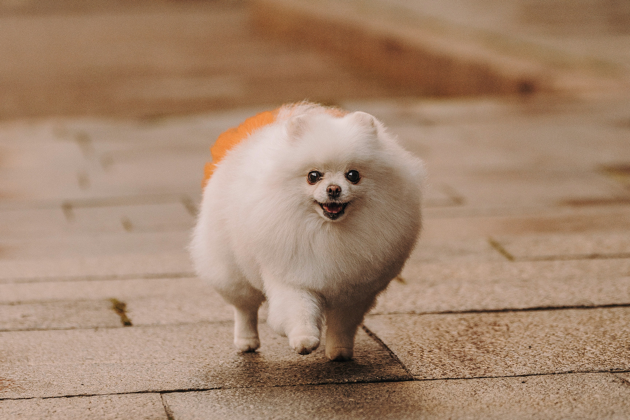 Фотосессия с померанским шпицем. Фотограф анималист в Спб недорого Олеся Майорова
