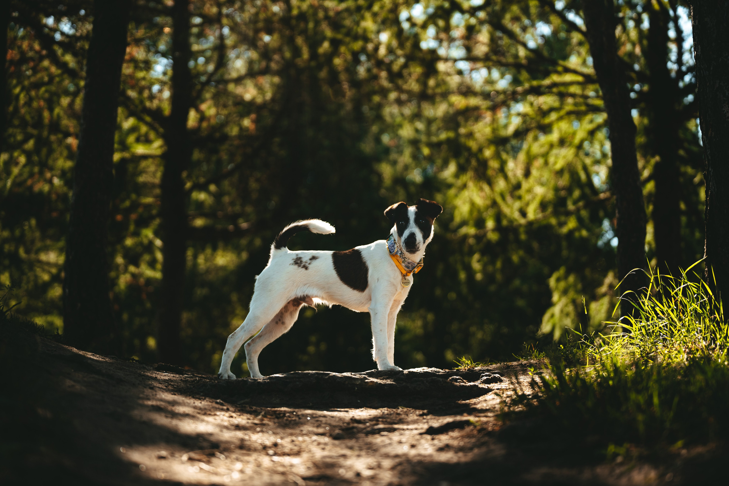 Ксения и Перри. Фотограф анималист в Спб недорого Олеся Майорова