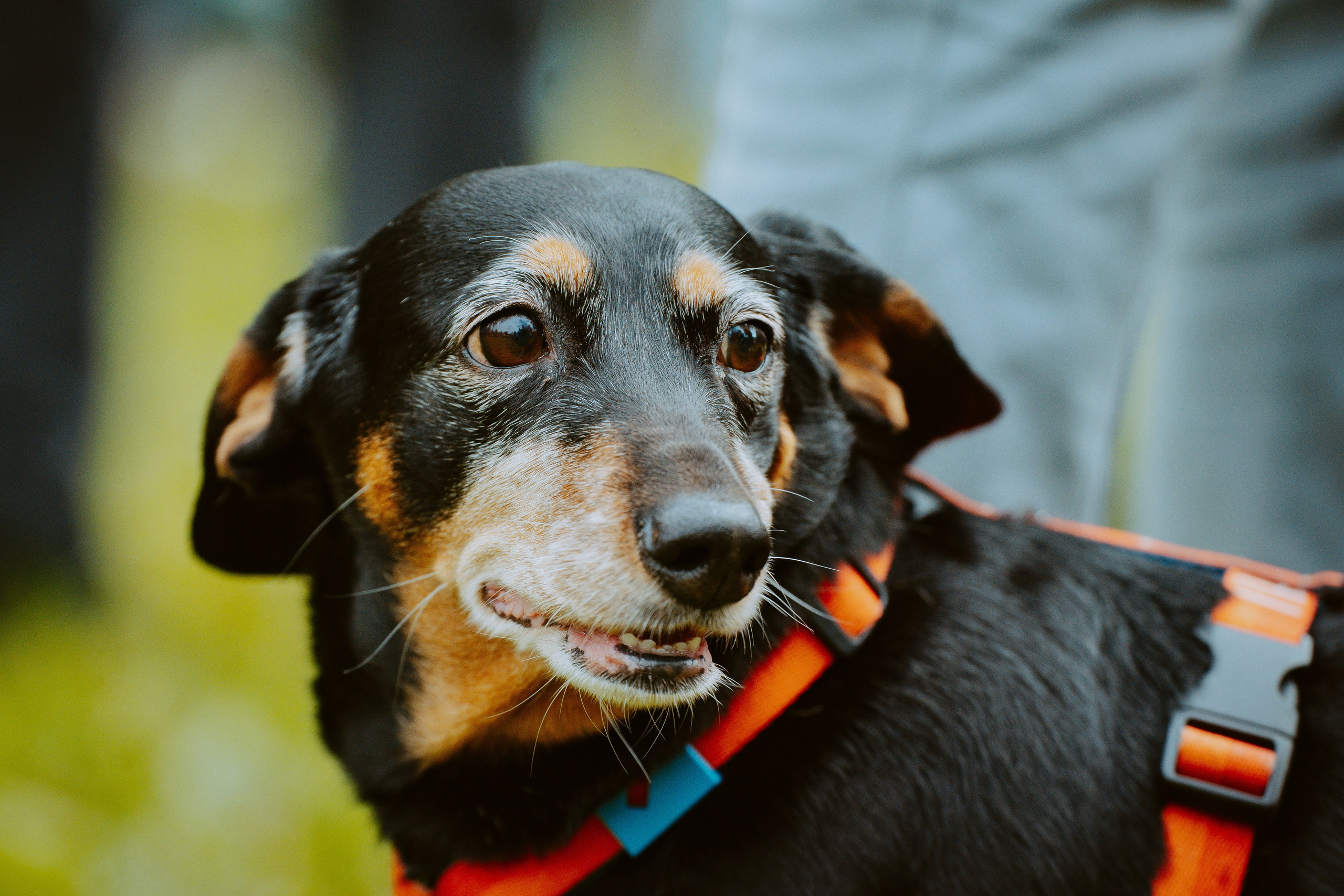 Такспарад. Фотограф анималист в Спб недорого Олеся Майорова