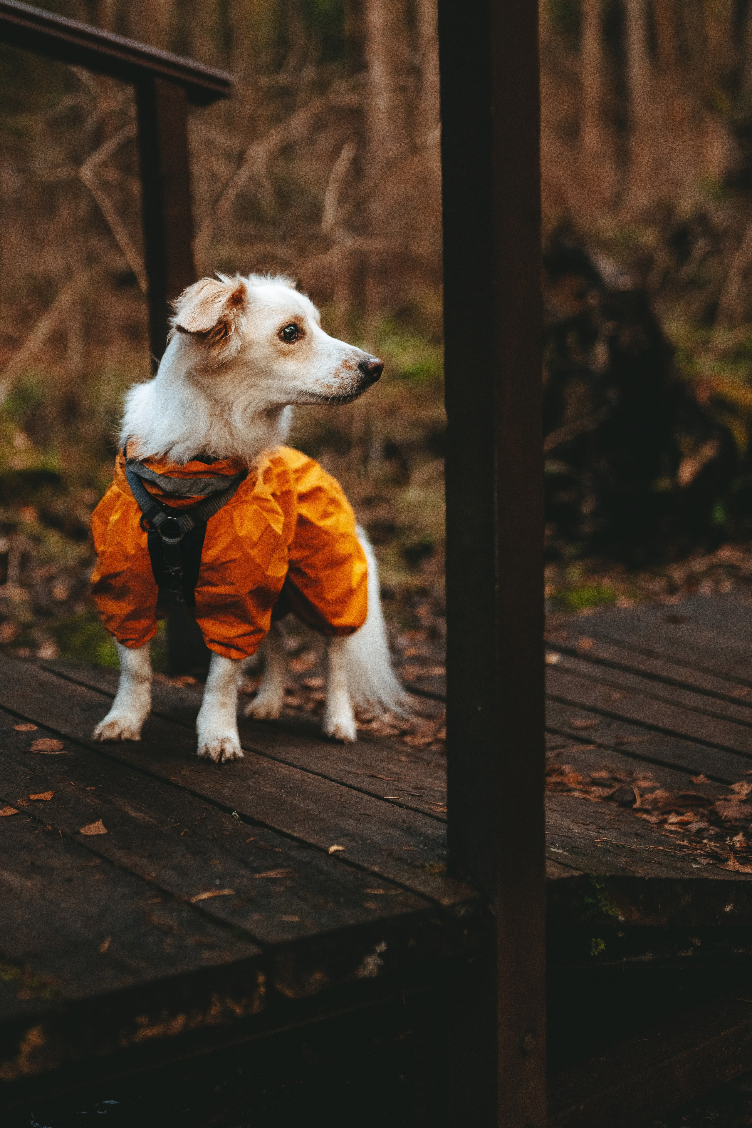 Бруно, Алена и Антон. Фотограф анималист в Спб недорого Олеся Майорова