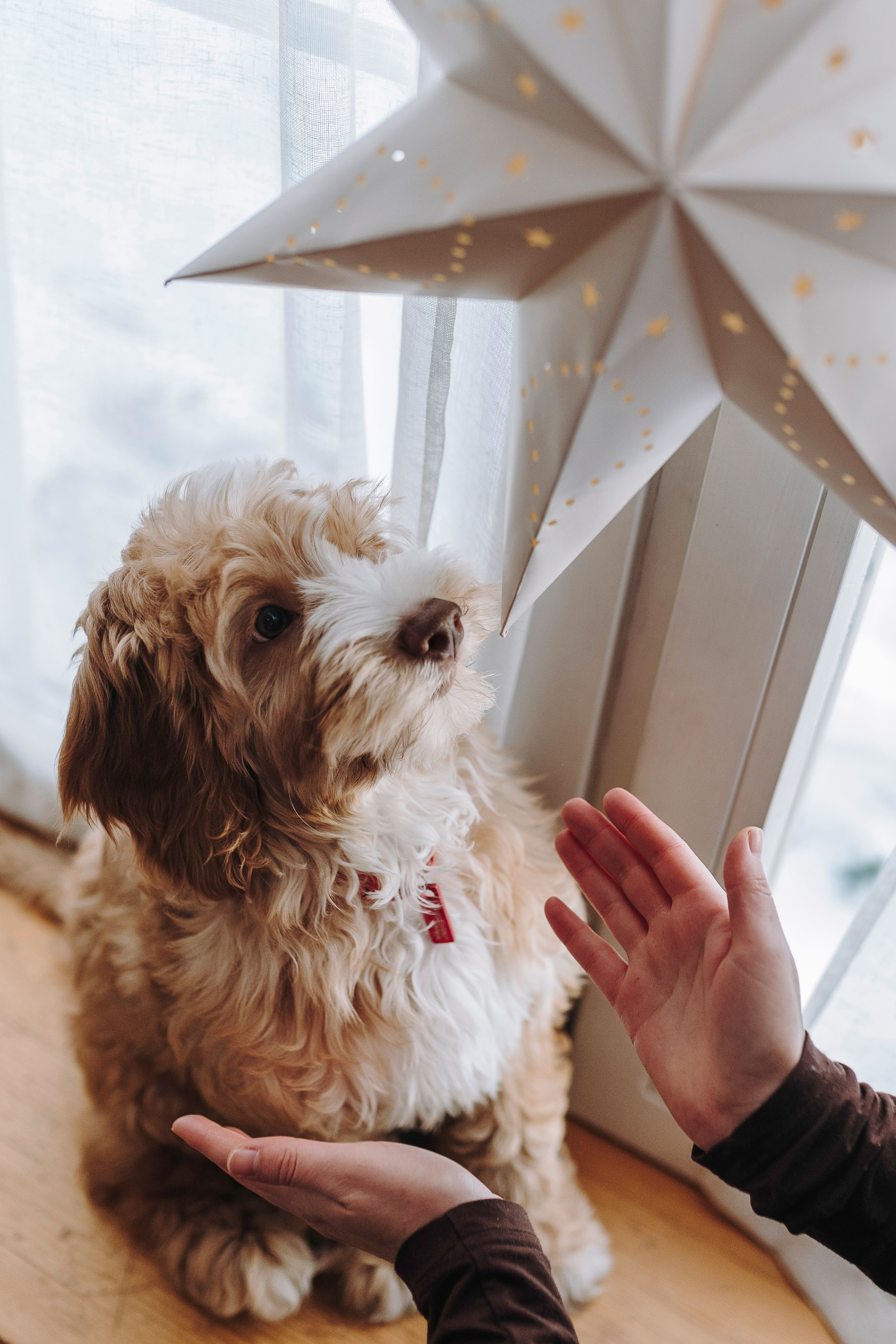 Мёрфи, Таня и Антон. Фотограф анималист в Спб недорого Олеся Майорова