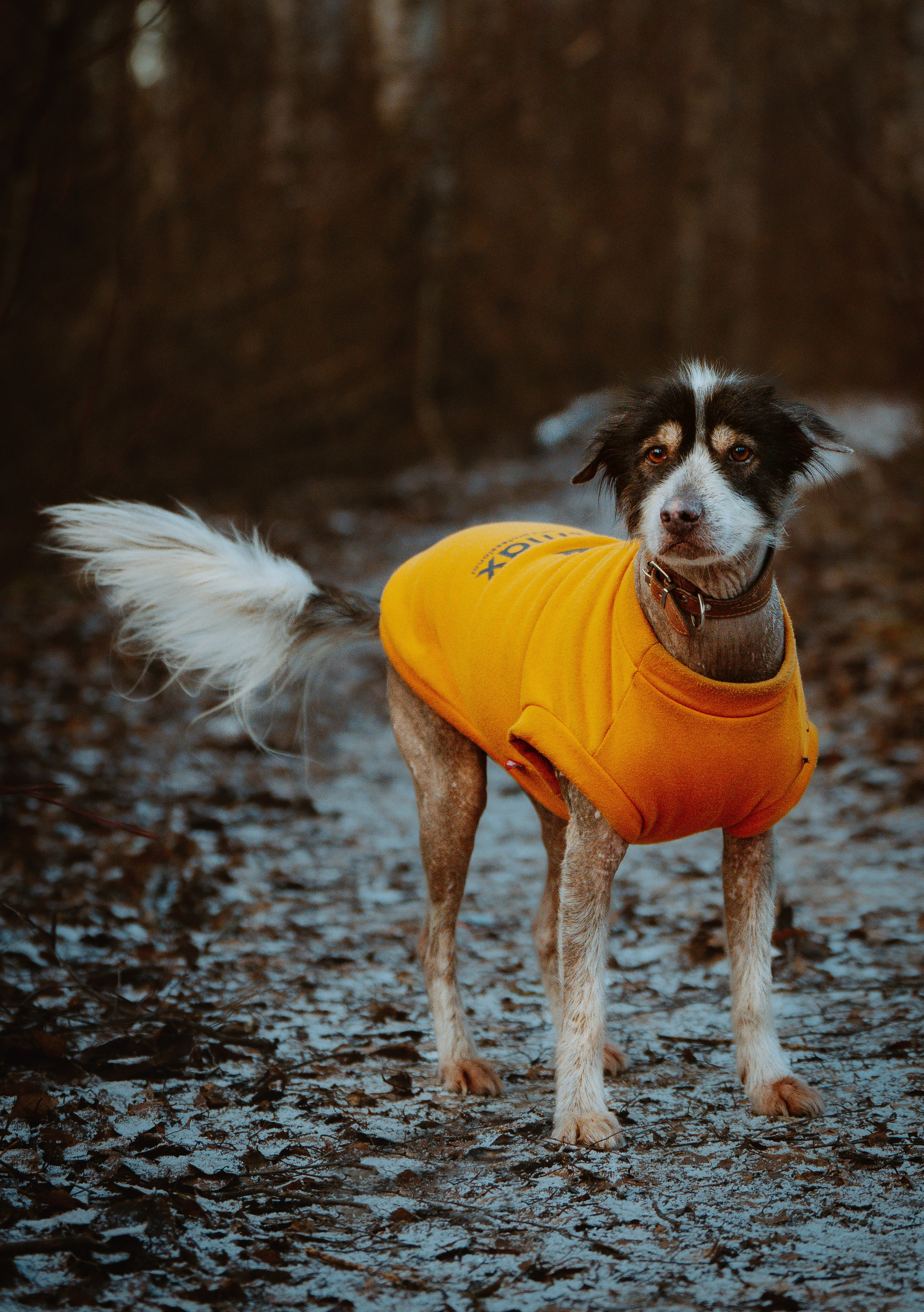 Творческая фотосессия фотографа анималиста. Фотограф анималист в Спб недорого Олеся Майорова
