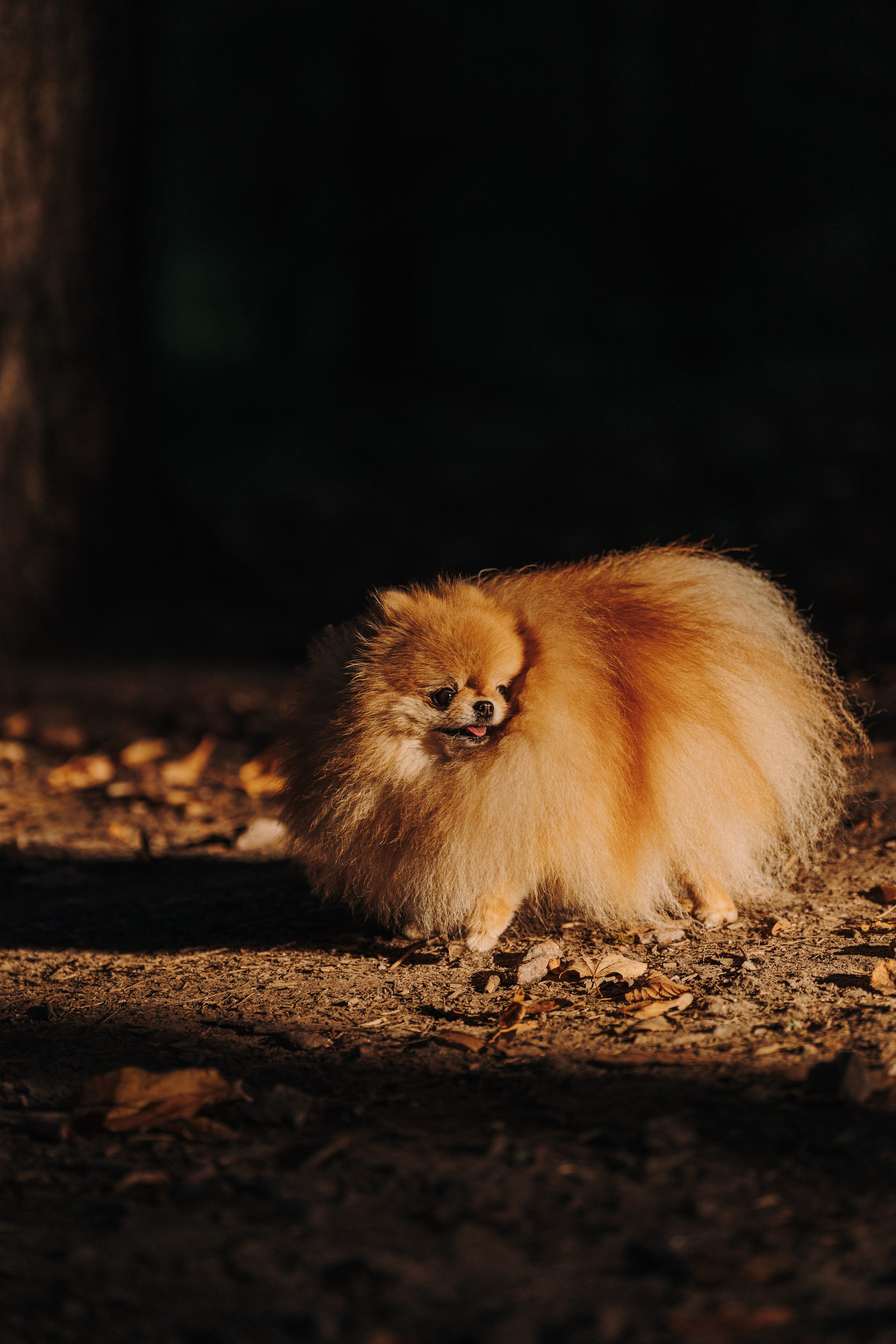 Наталья и Софа. Фотограф анималист в Спб недорого Олеся Майорова