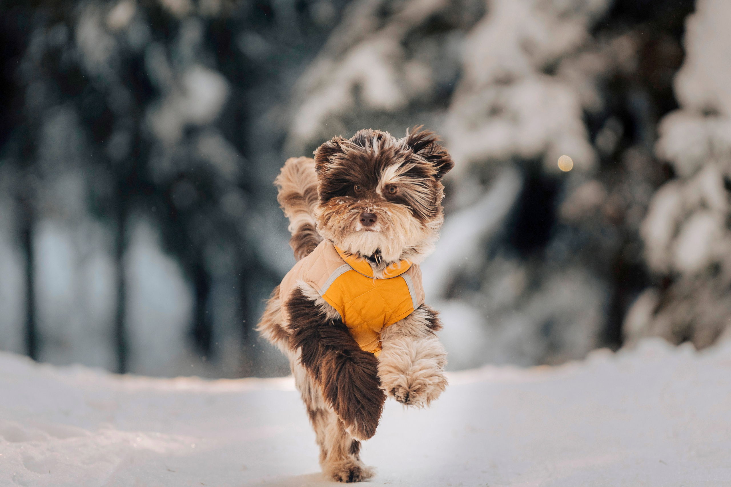 Хэйзел и её семья. Фотограф анималист в Спб недорого Олеся Майорова