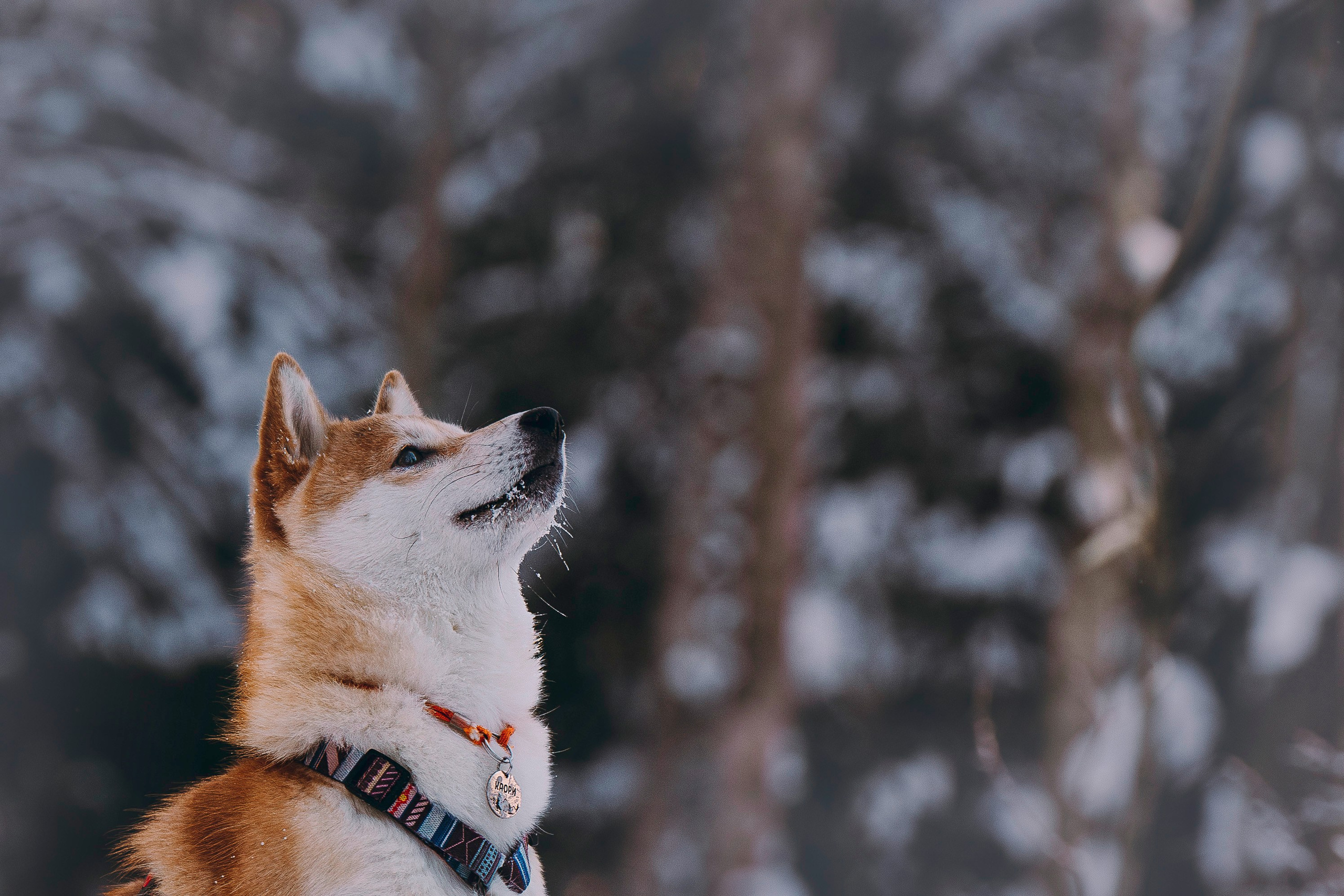 Каори, Анна и Антон. Фотограф анималист в Спб недорого Олеся Майорова