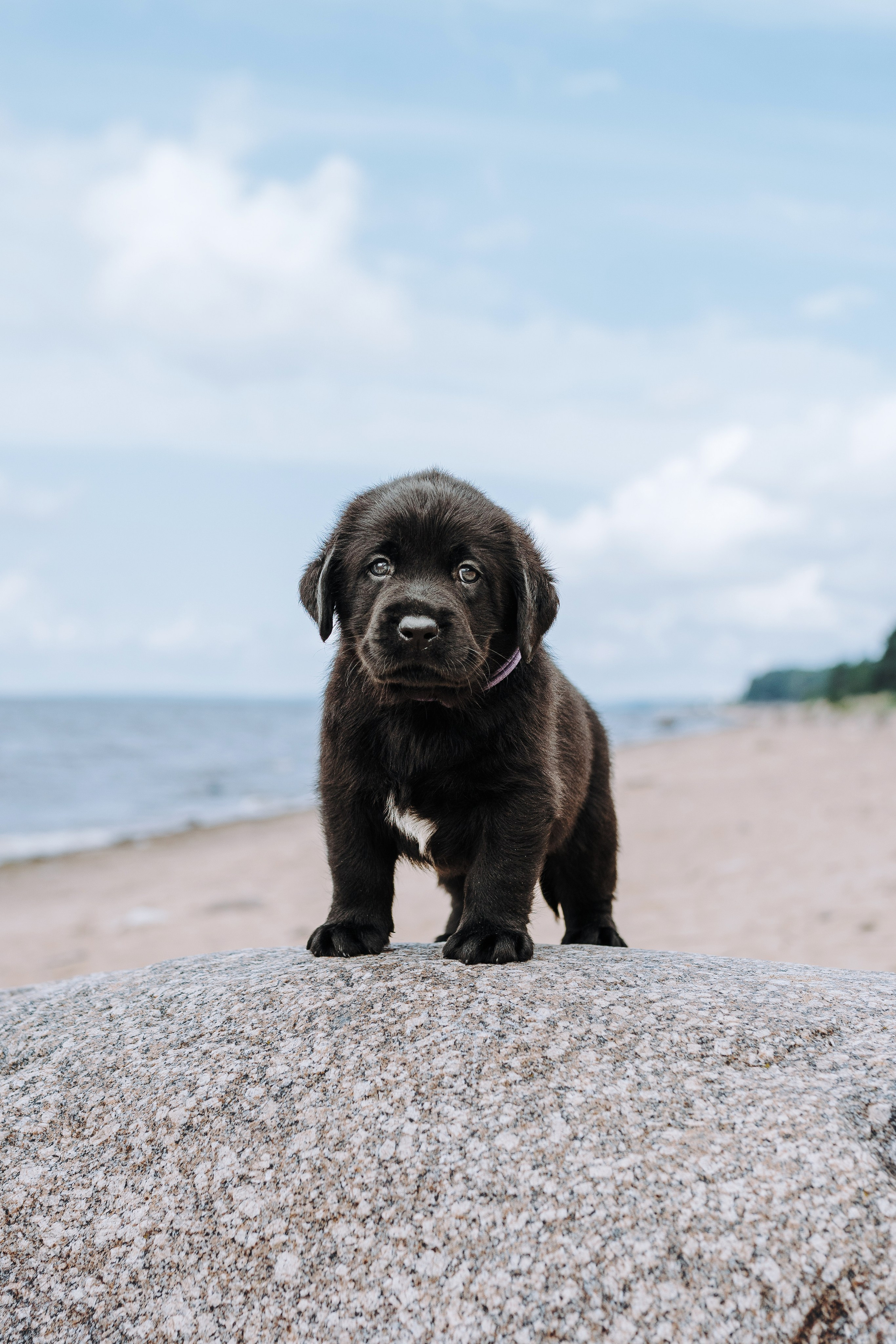 Лабрадорчики на пляже. Фотограф анималист в Спб недорого Олеся Майорова