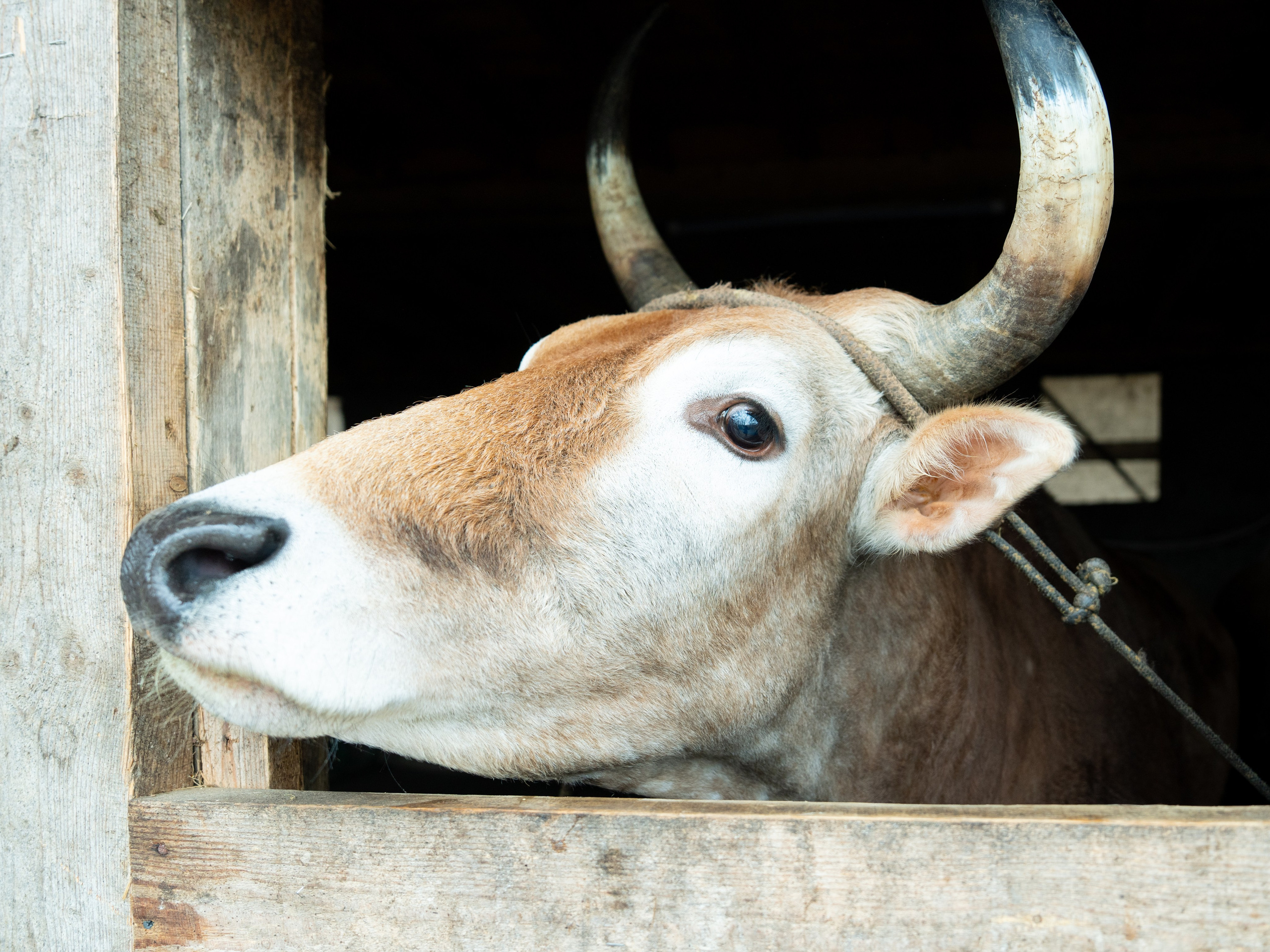 MICE мероприятие на ферме Экзархо. Репортажный фотограф в Красной Поляне и Сочи Павлюченко Екатерина