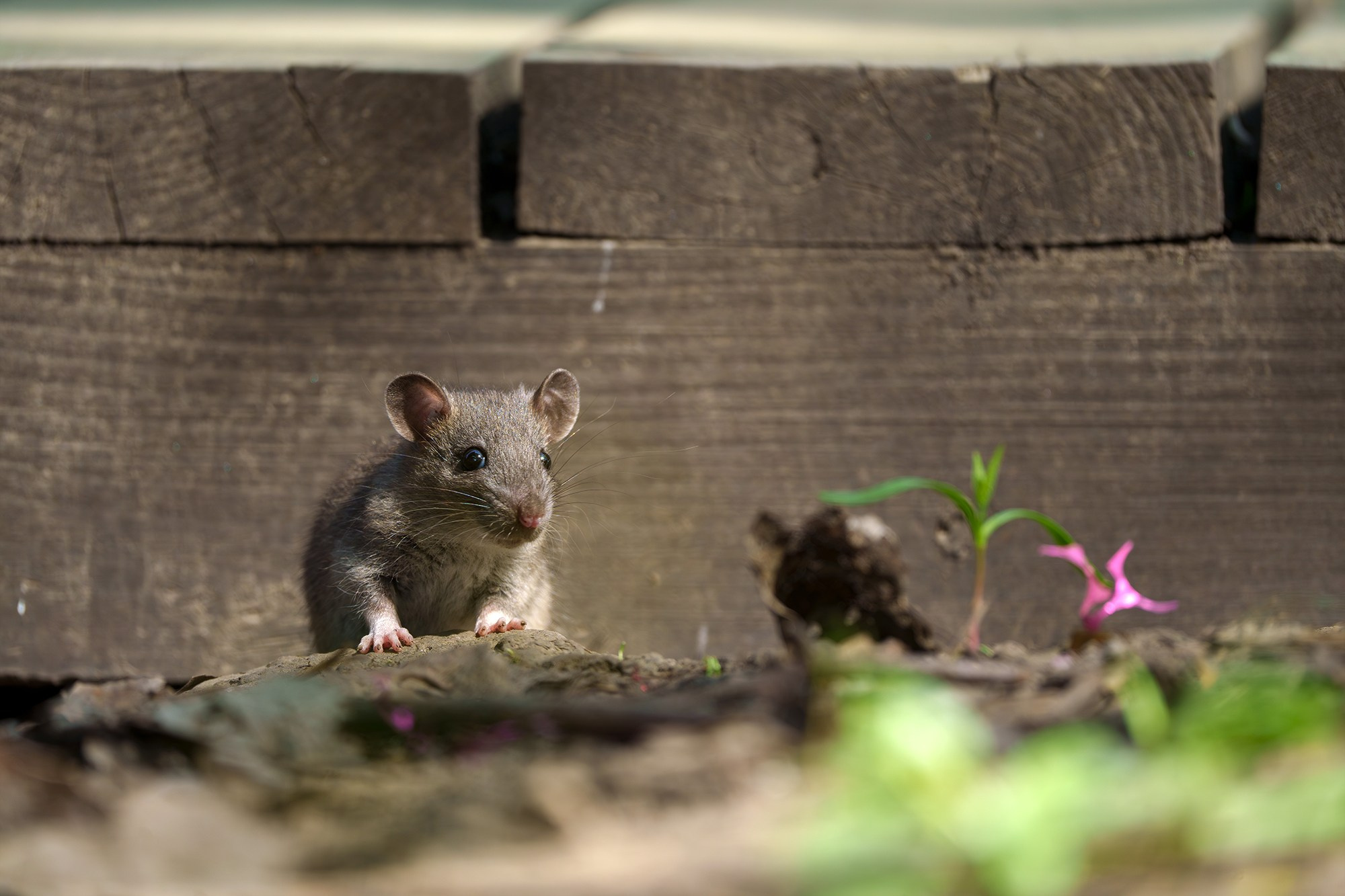 Животные. Ваш личный фотограф Марина Волкова