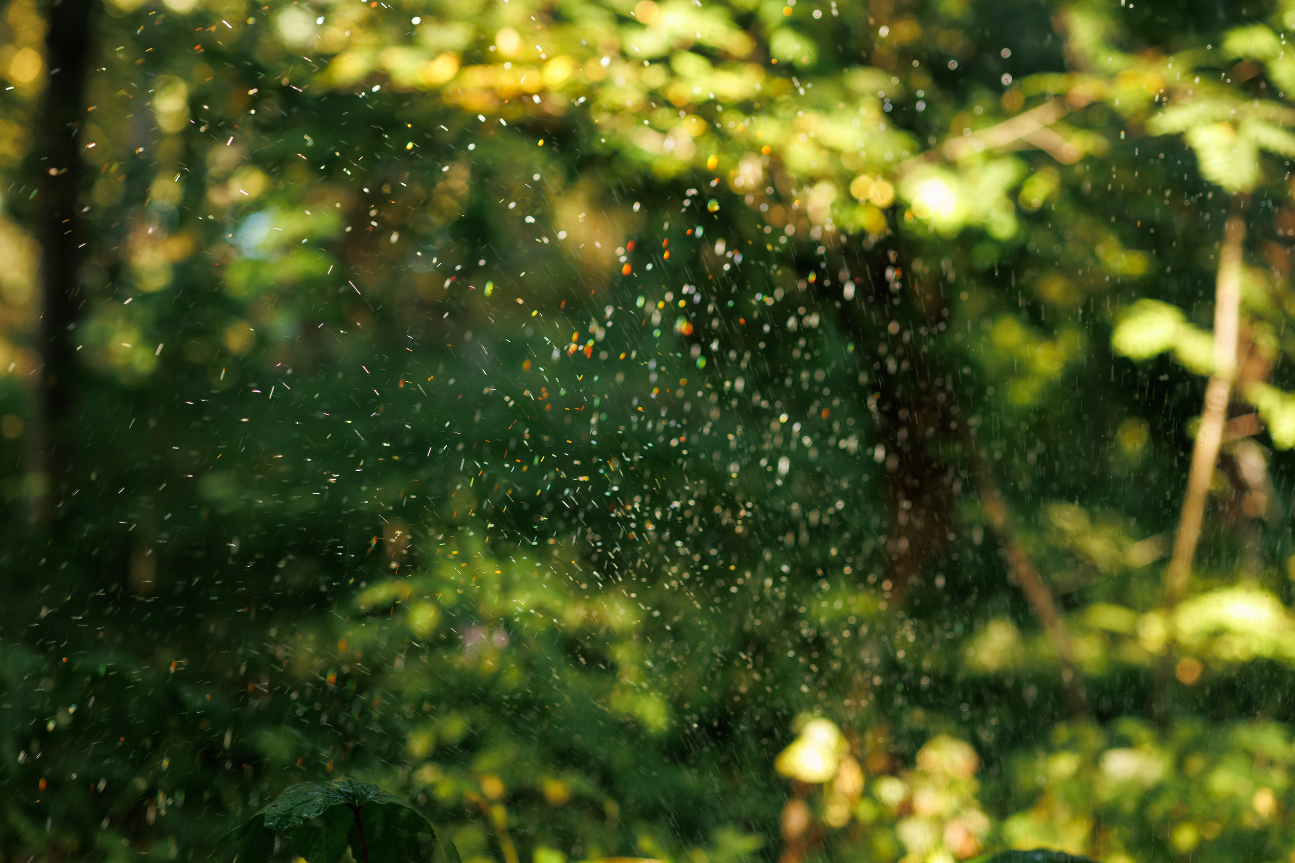Спектакль в Ботаническом саду (студия «Знаки сезонников». Фотограф в Твери и Москве Юлия Бахтамова