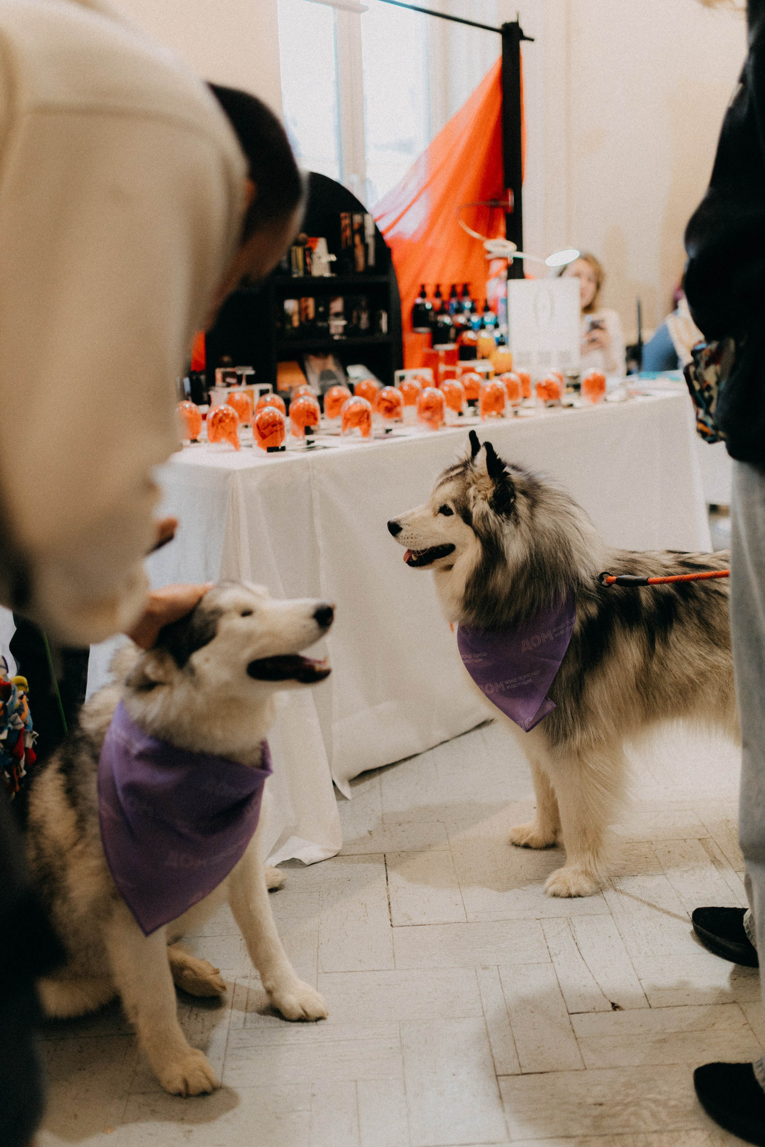 Маркет КИТЧ. Фотограф НОГИНСК, Москва, Анастасия Белая