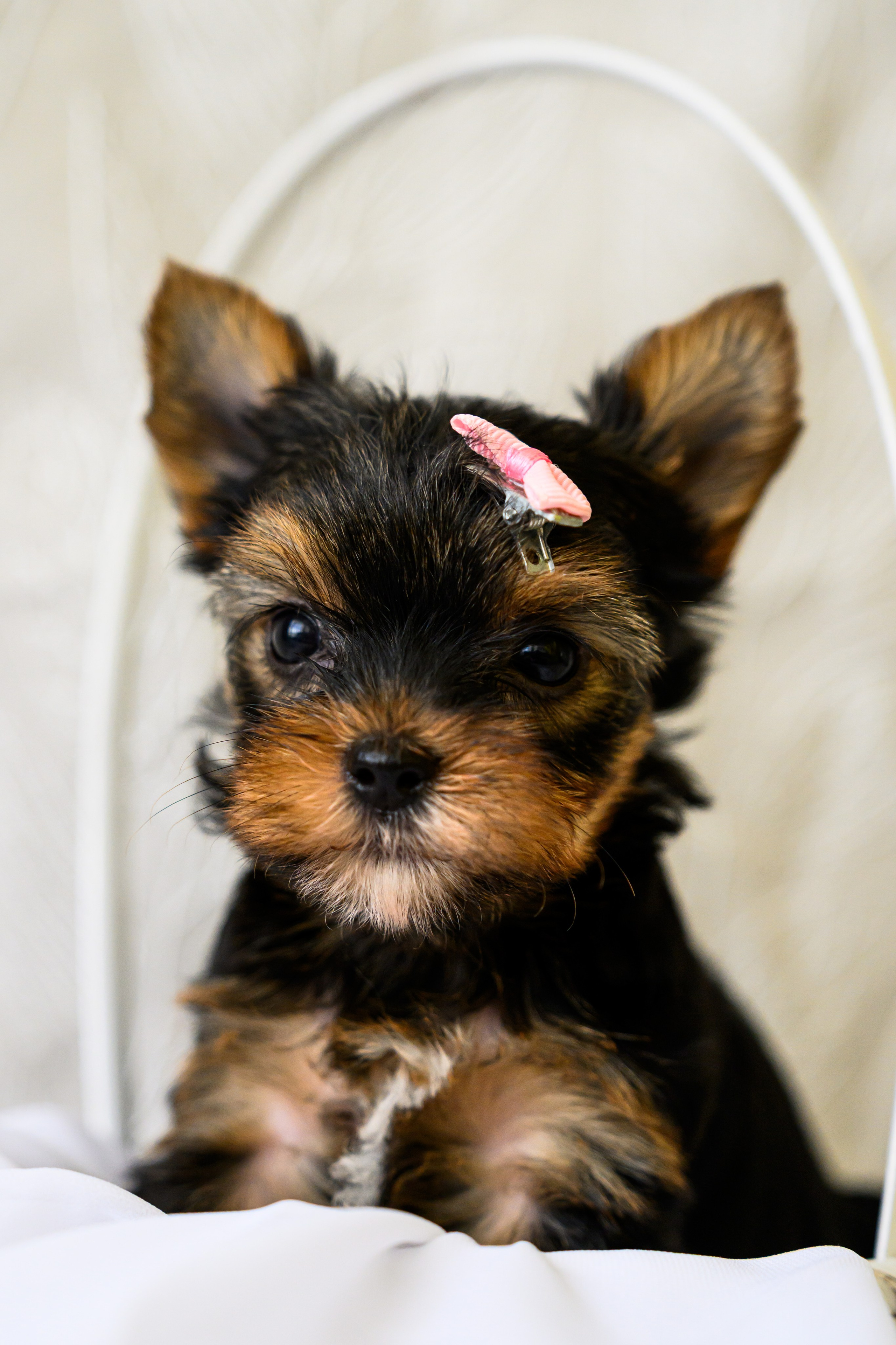 Отзывы. Мария Твилла