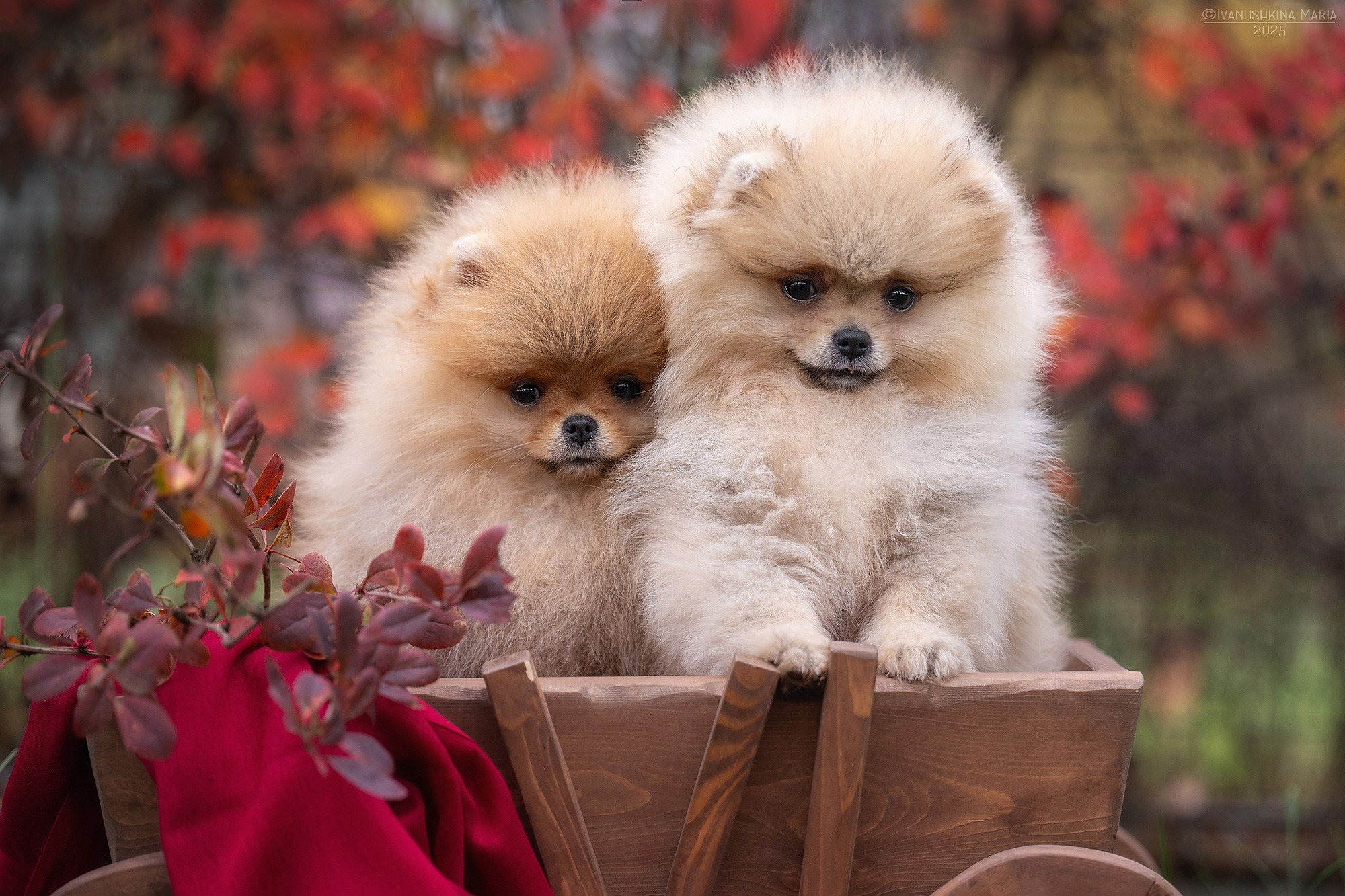 Фотосессия щенков на продажу. Фотограф собак в Москве и Московской области Иванушкина Мария