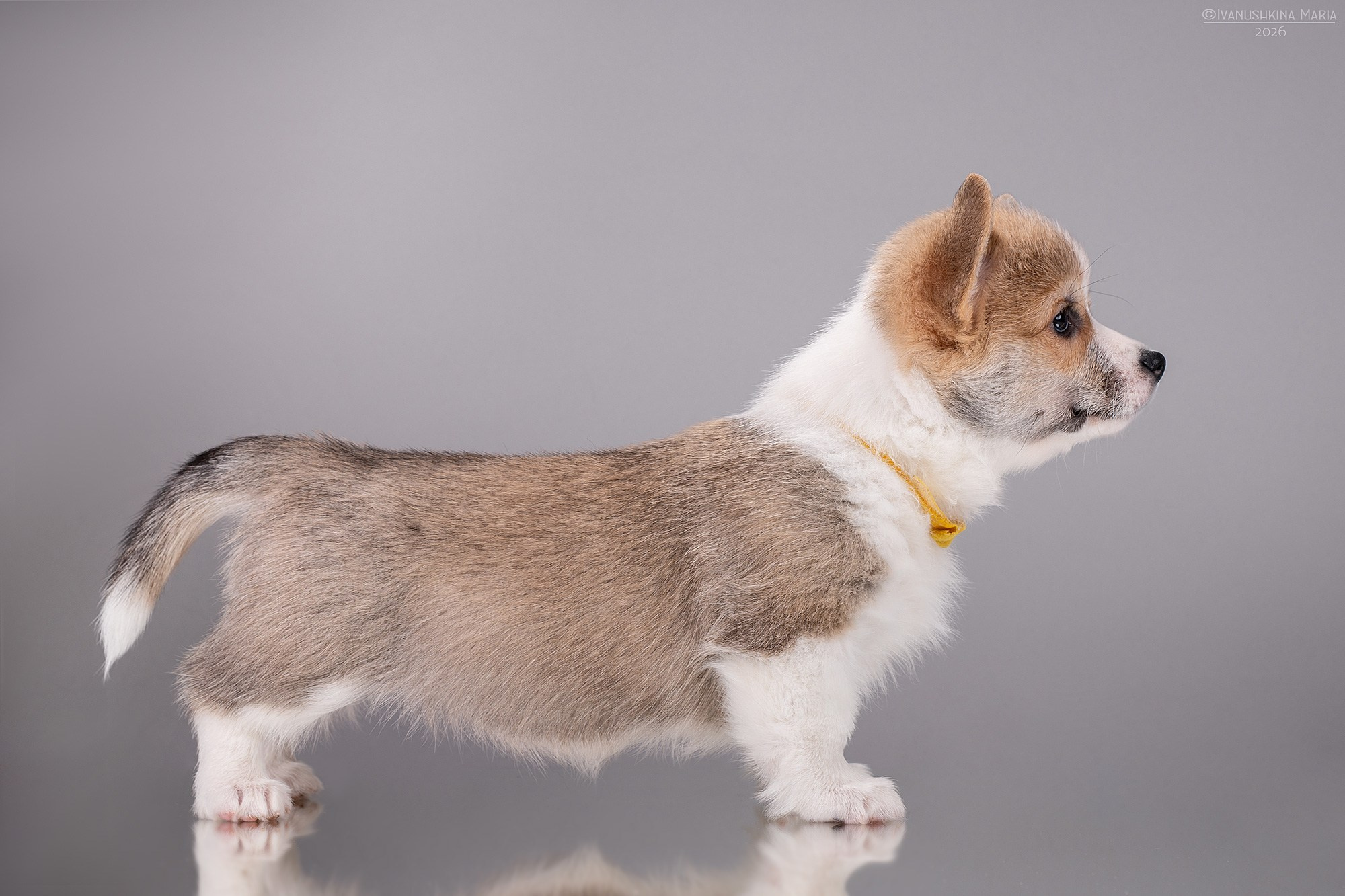 Экстерьерная фотосессия собаки. Фотограф собак в Москве и Московской области Иванушкина Мария