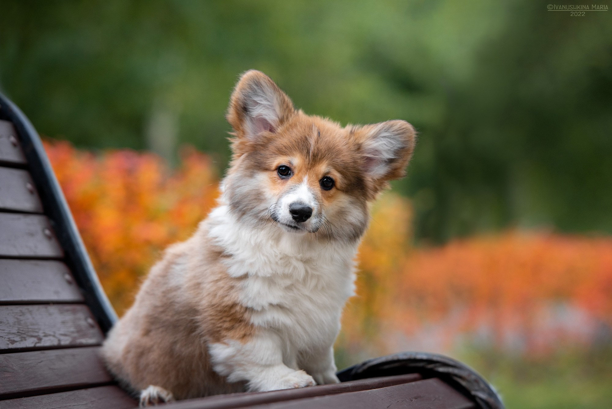 Фотосессия щенков на продажу. Фотограф собак в Москве и Московской области Иванушкина Мария