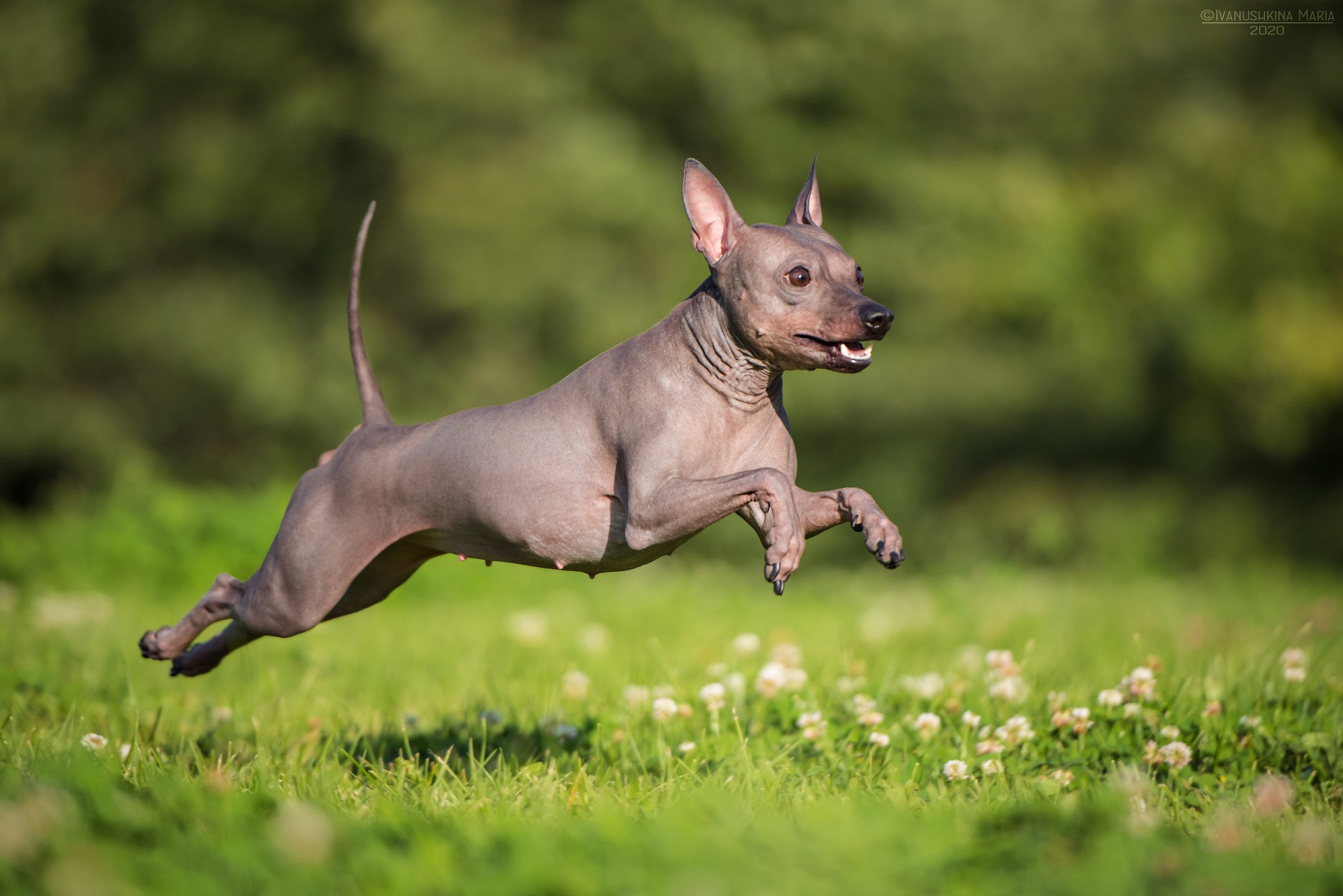 американский голый терьер