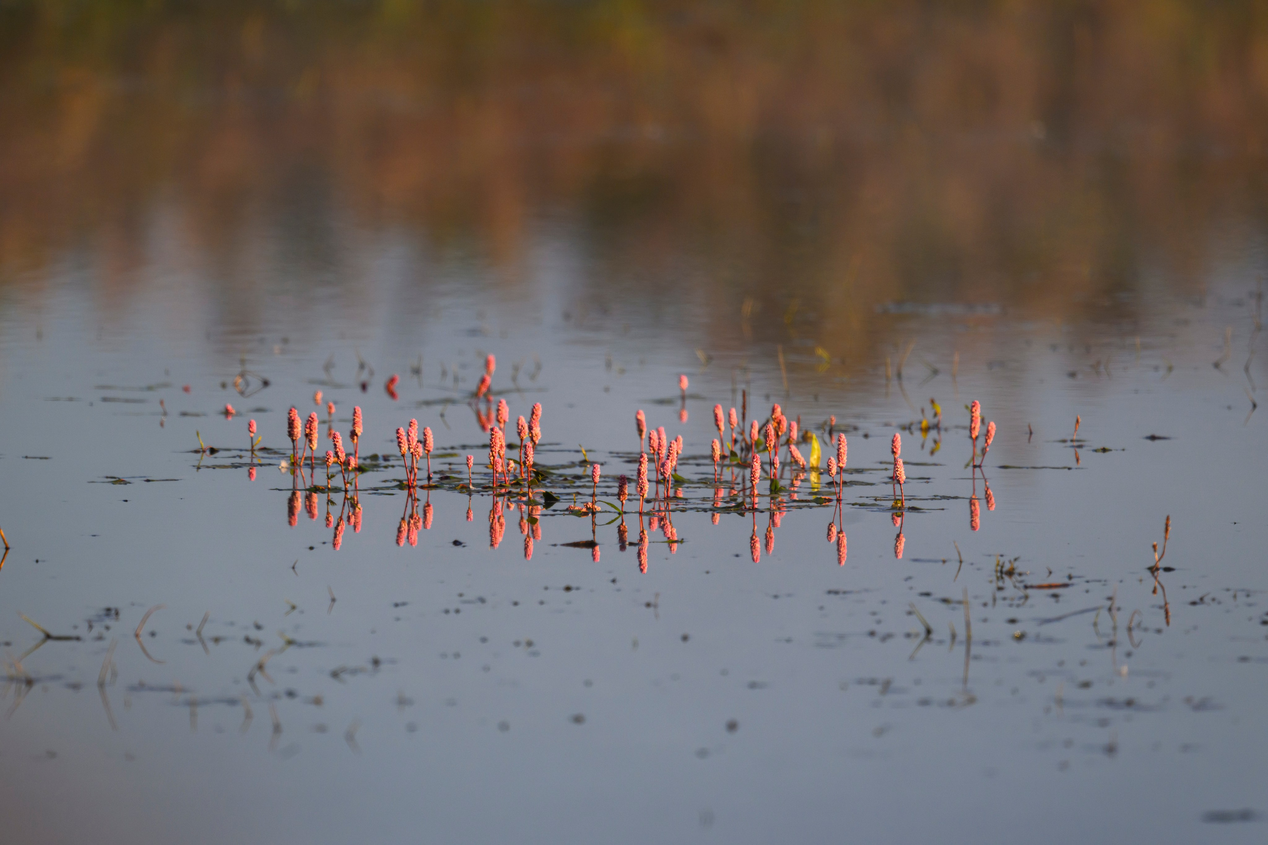 Бакланы и орлан-белохвост. Cormorants and white-tailed eagle. Фотограф Сергей Пупонин