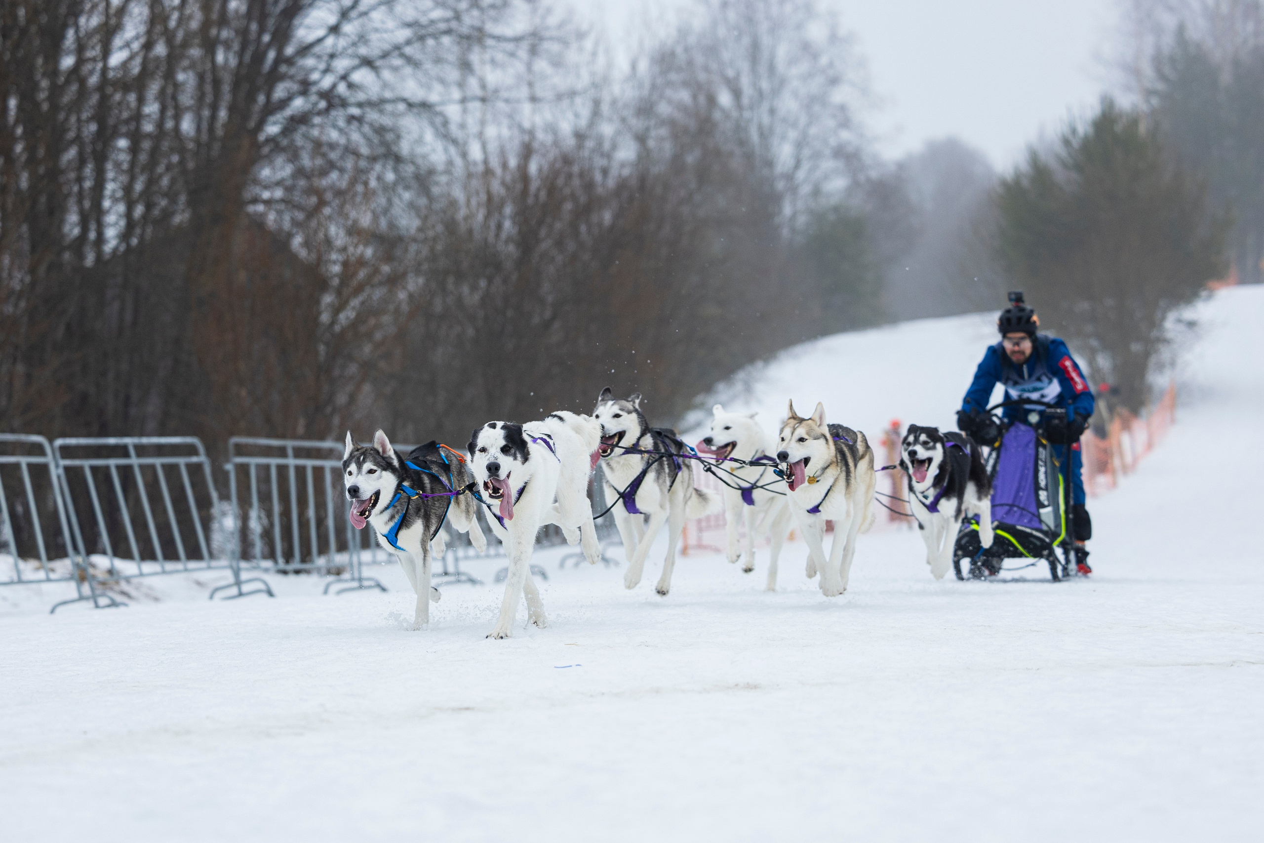 Зимний Чемпионат Санкт-Петербурга по ездовому спорту. Фотограф-анималист Анна Маринич