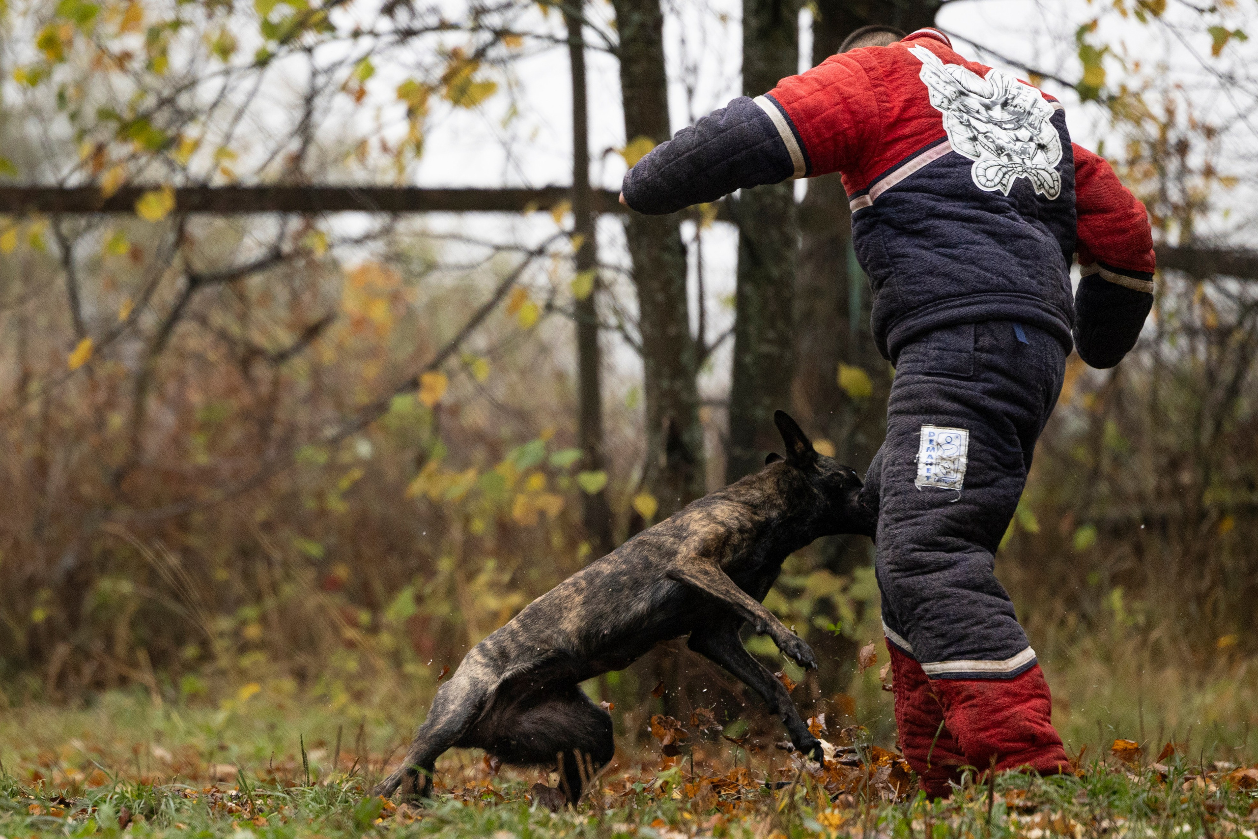Соревнования по Мондьорингу г. Вологда. Фотограф-анималист Анна Маринич