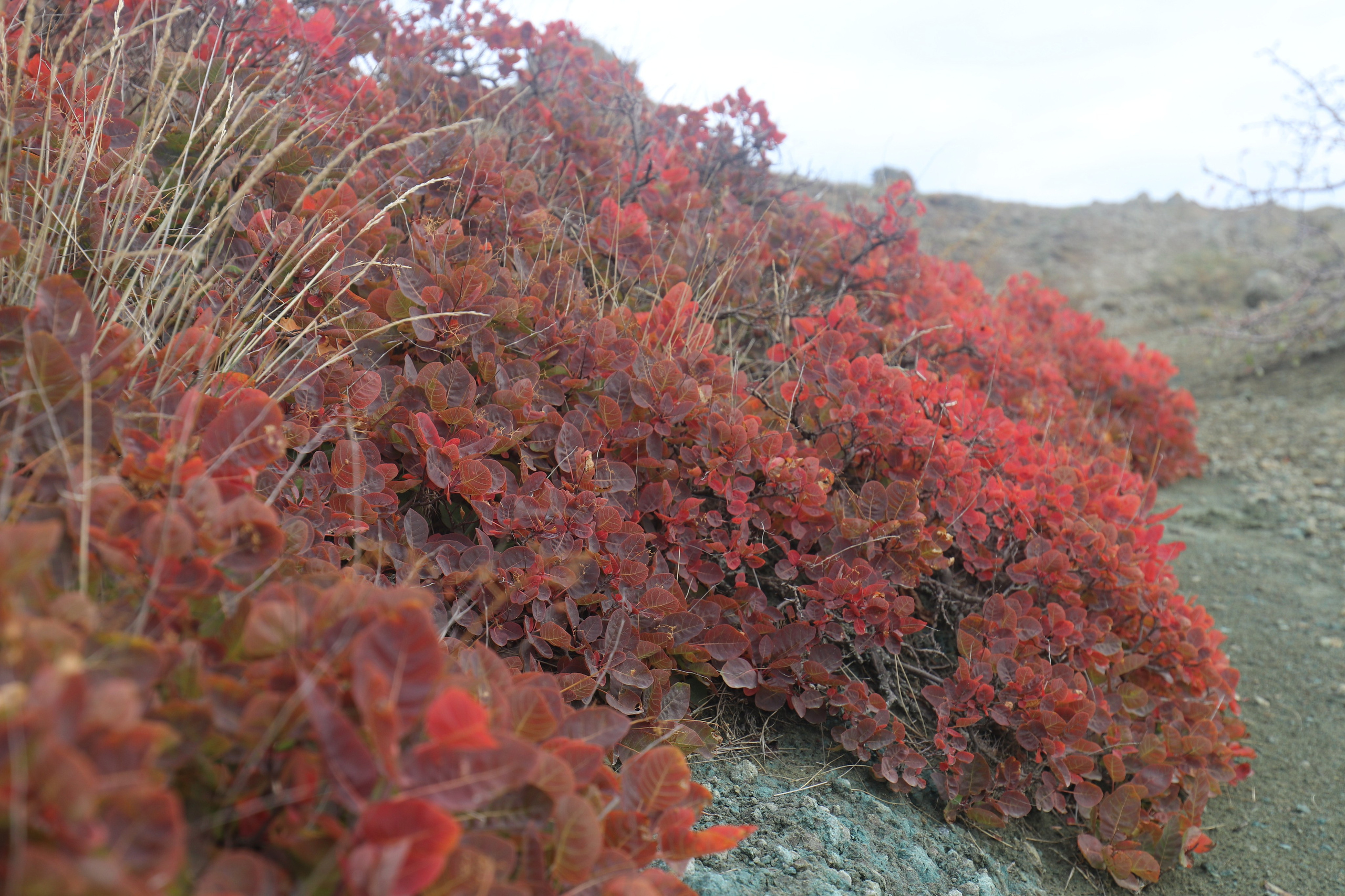 Крым. ЮБК (Судак, Карадаг). Ноябрь 2020. Путешественник-фотограф из Санкт-Петербурга Татьяна Свистулина