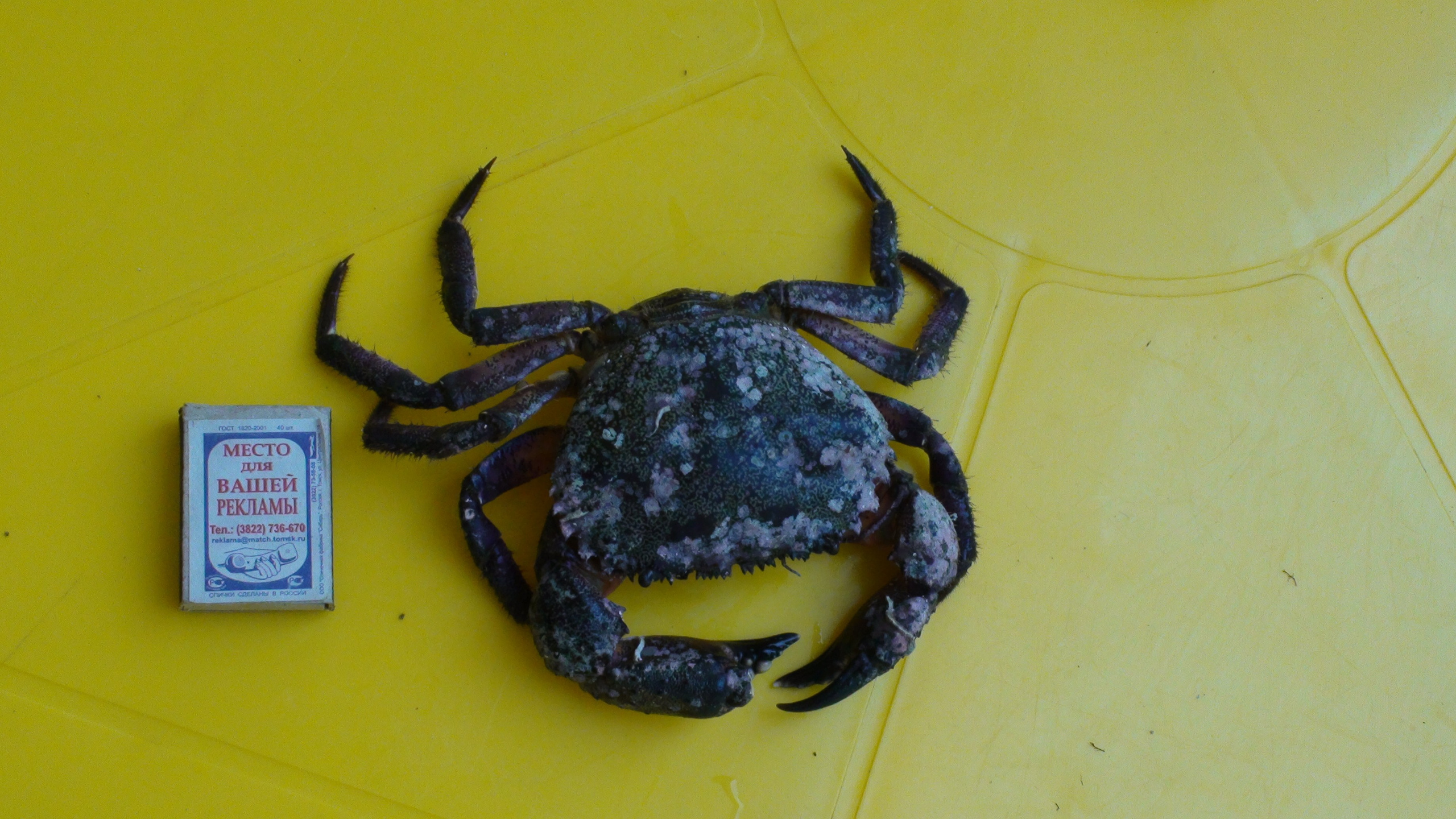 Отпуск 27.05-16.08. Семейный, Свадебный фотограф СПБ Питер— Романова Екатерина