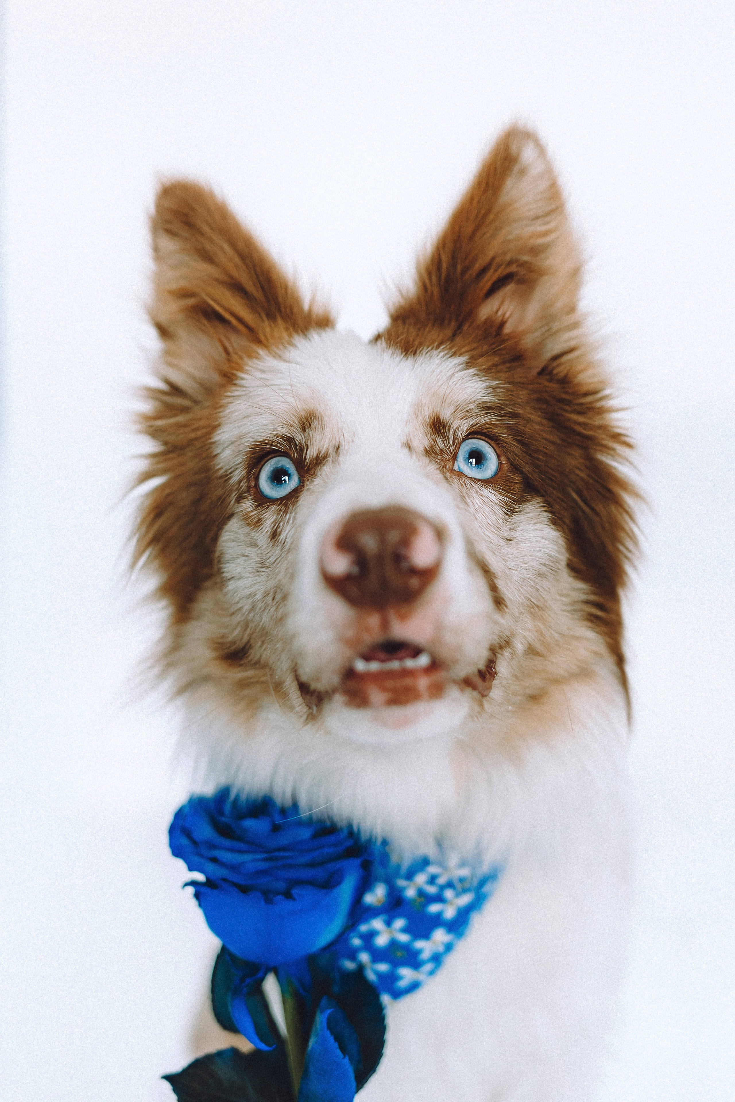 День рождения Айко