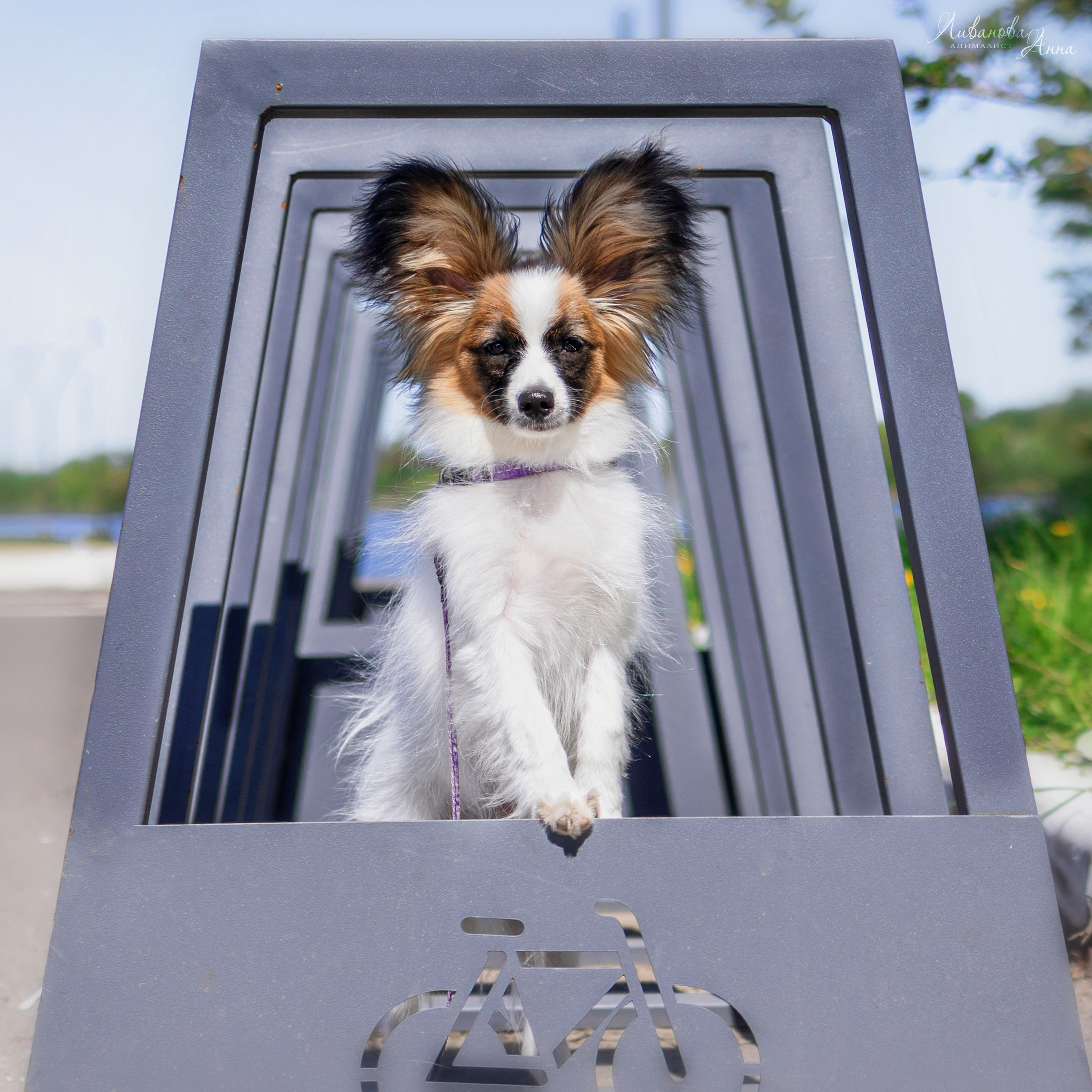 Хьюстон. Фотограф анималист Аня Ливанова | Рыбинск
