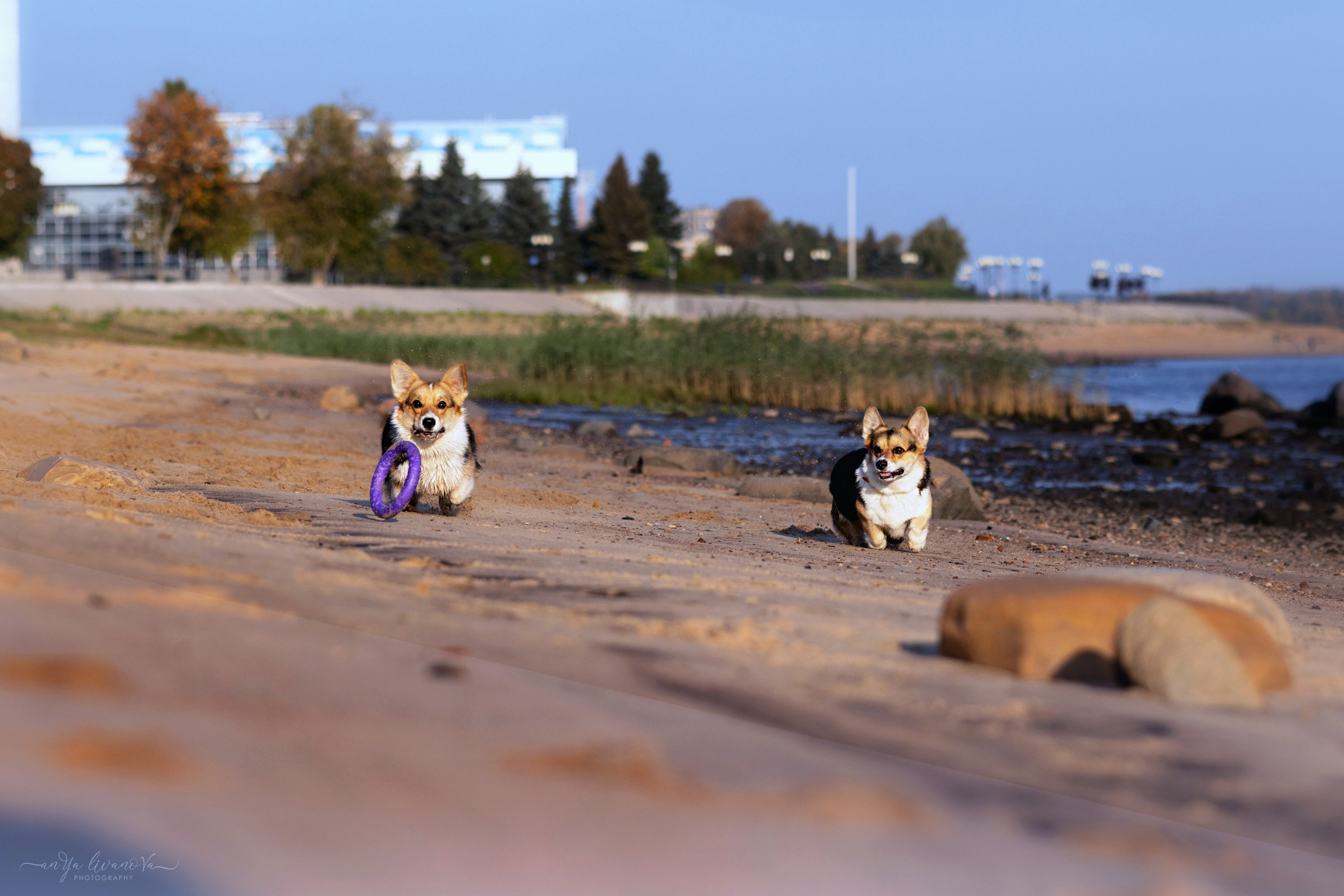 Коржики на Набережной. Фотограф анималист Аня Ливанова | Рыбинск