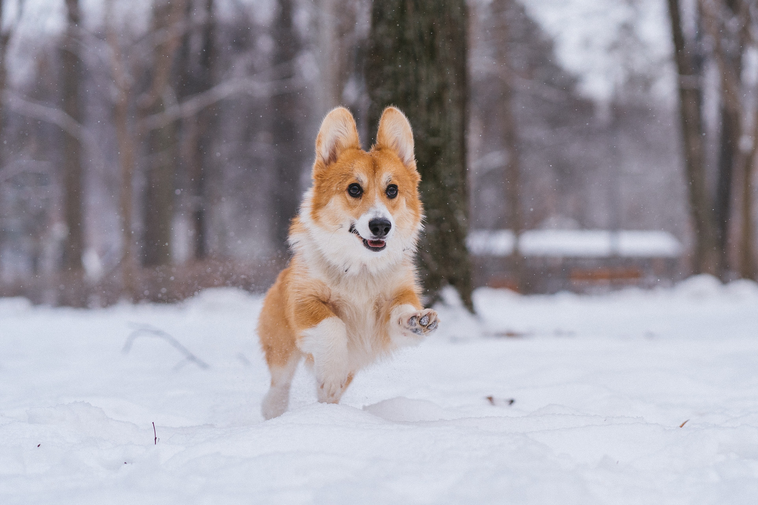 Агата и Лайк. Свадебный фотограф в Москве Анна Полушина