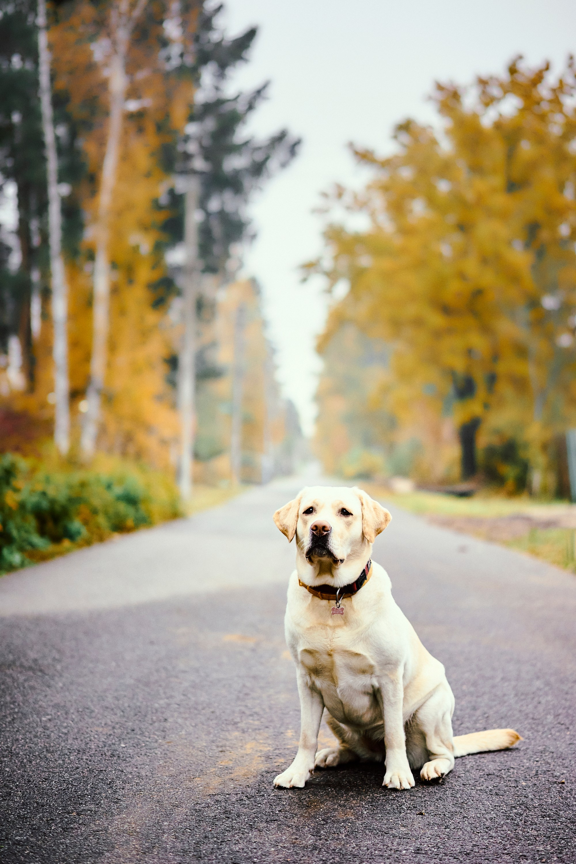 Bell and Black. Vutitsa