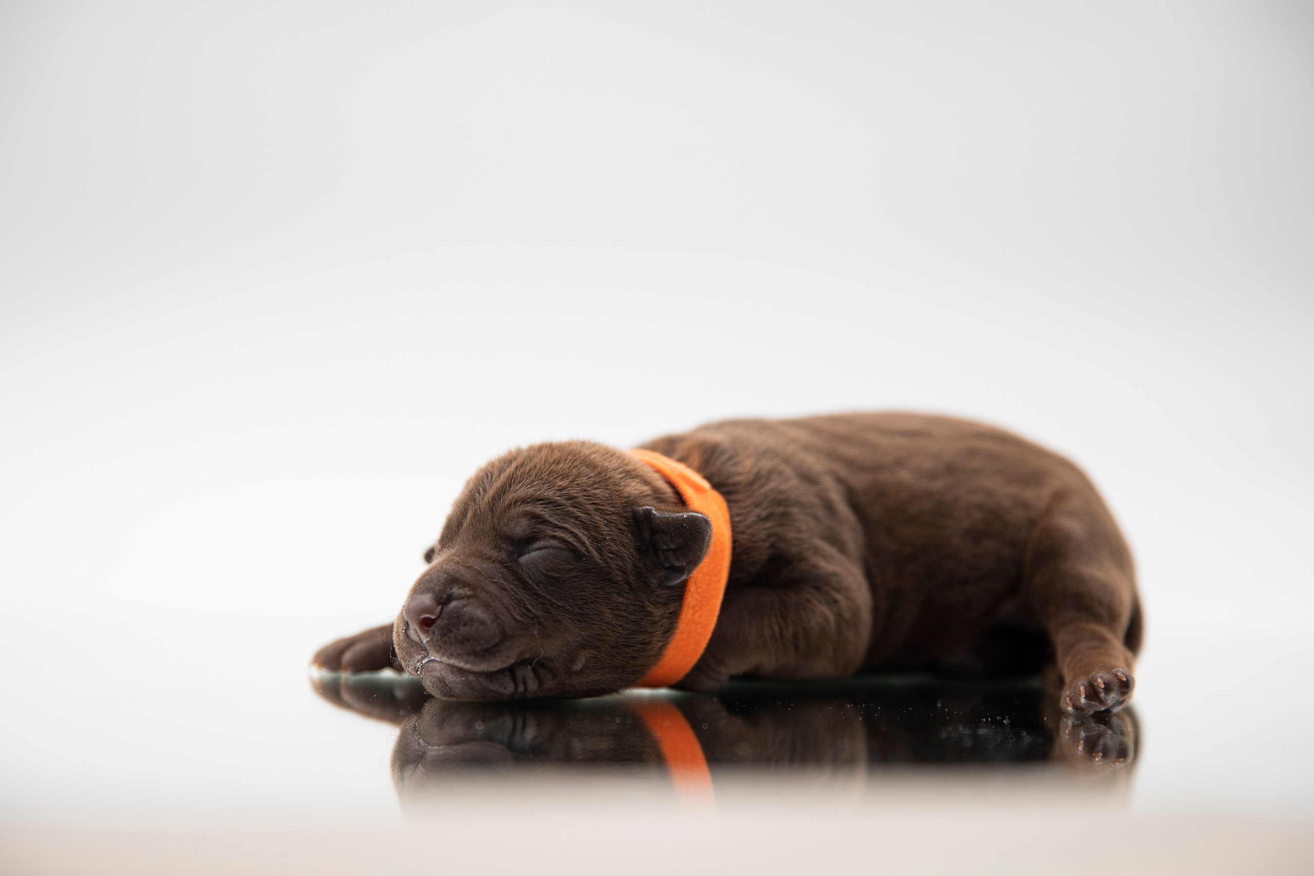 Фотосъёмки щенков. Фотограф-анималист Павлова Любовь