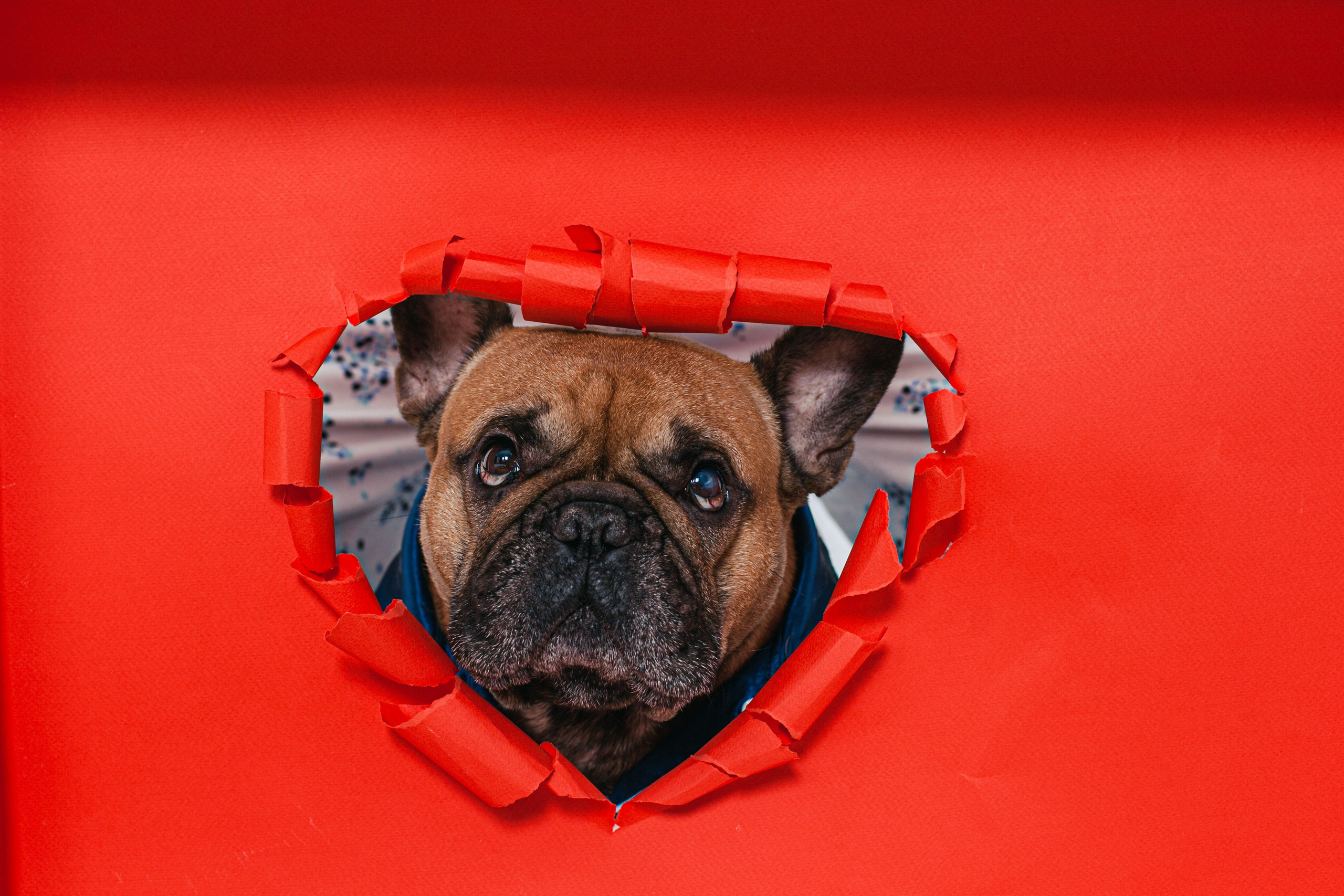 Пижамная вечеринка французских бульдогов и их хозяев. Фотограф-анималист Татьяна Степанова