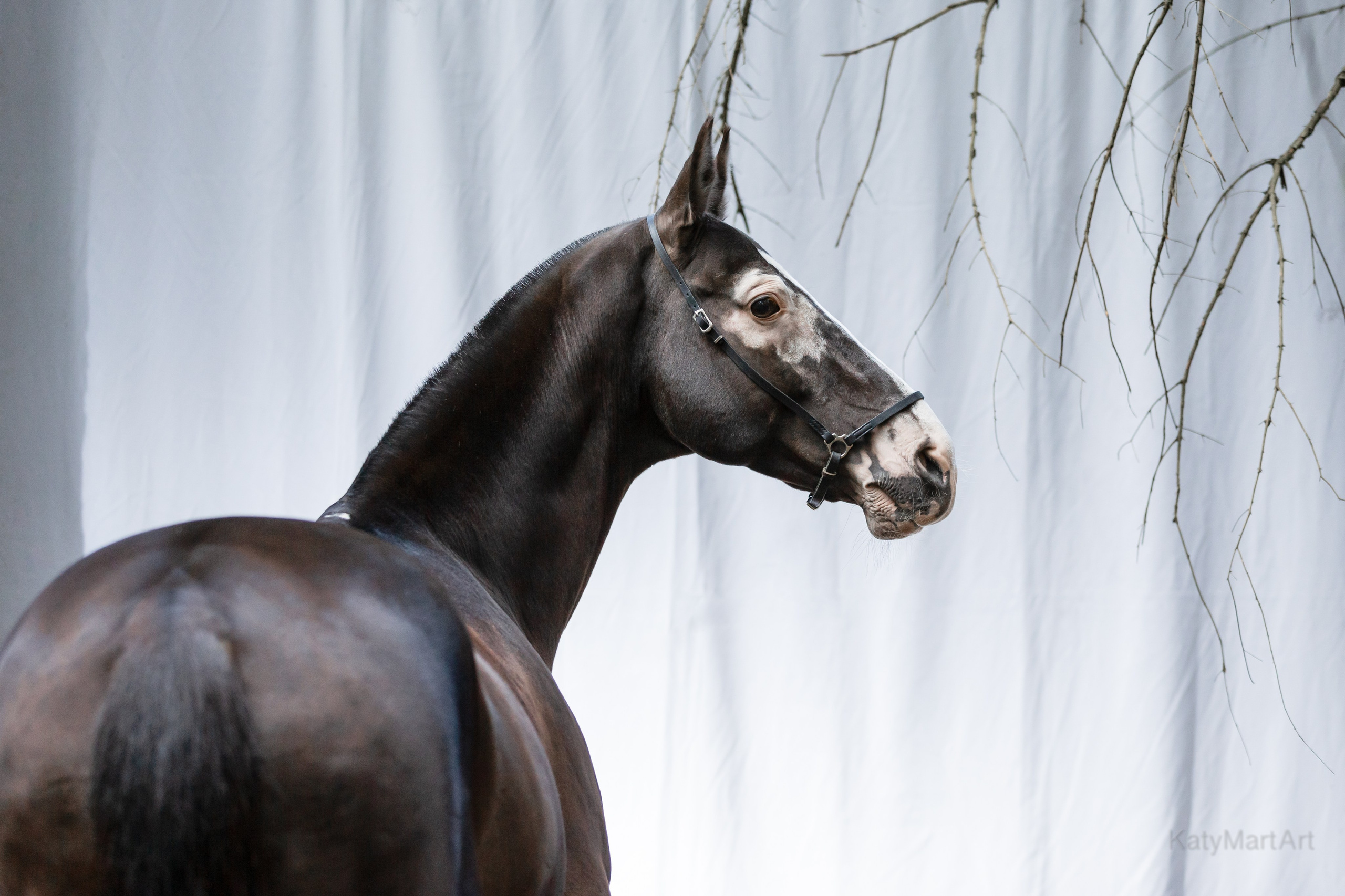 KatymartArt — Equine photography