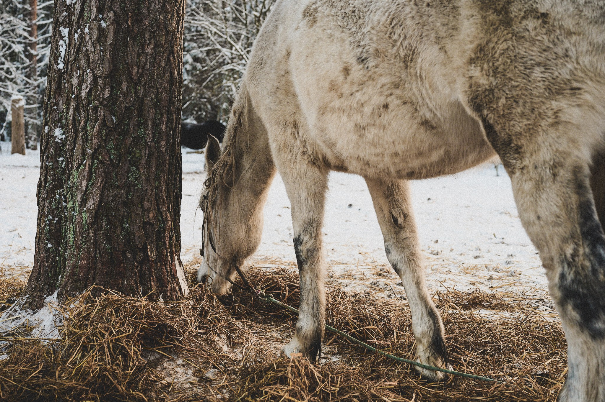 Конюшня. Репортажный фотограф в Санкт-Петербурге Диана Ларченкова