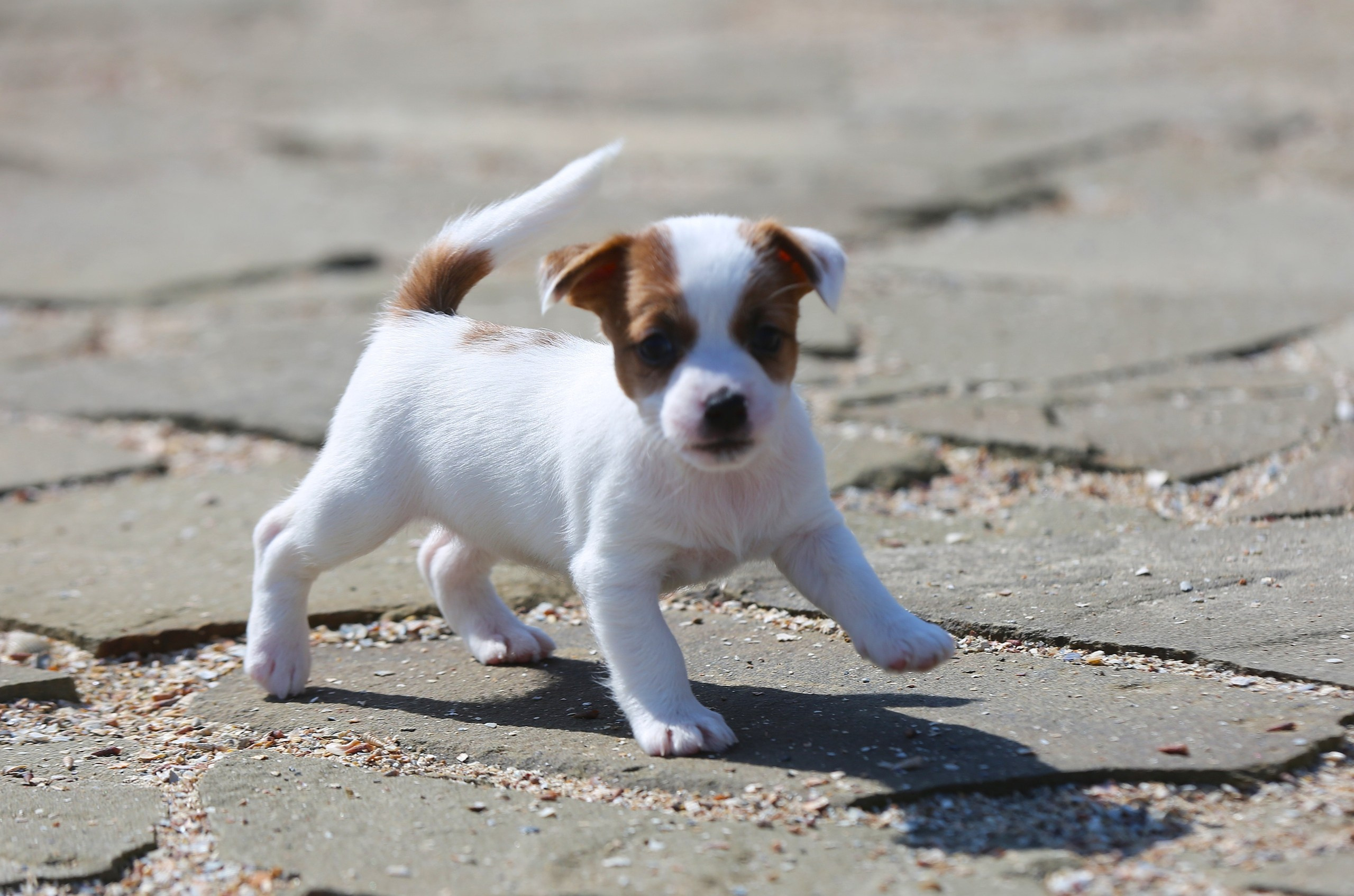 Общий альбом. Lovely-Orange питомник джек рассел терьеров
