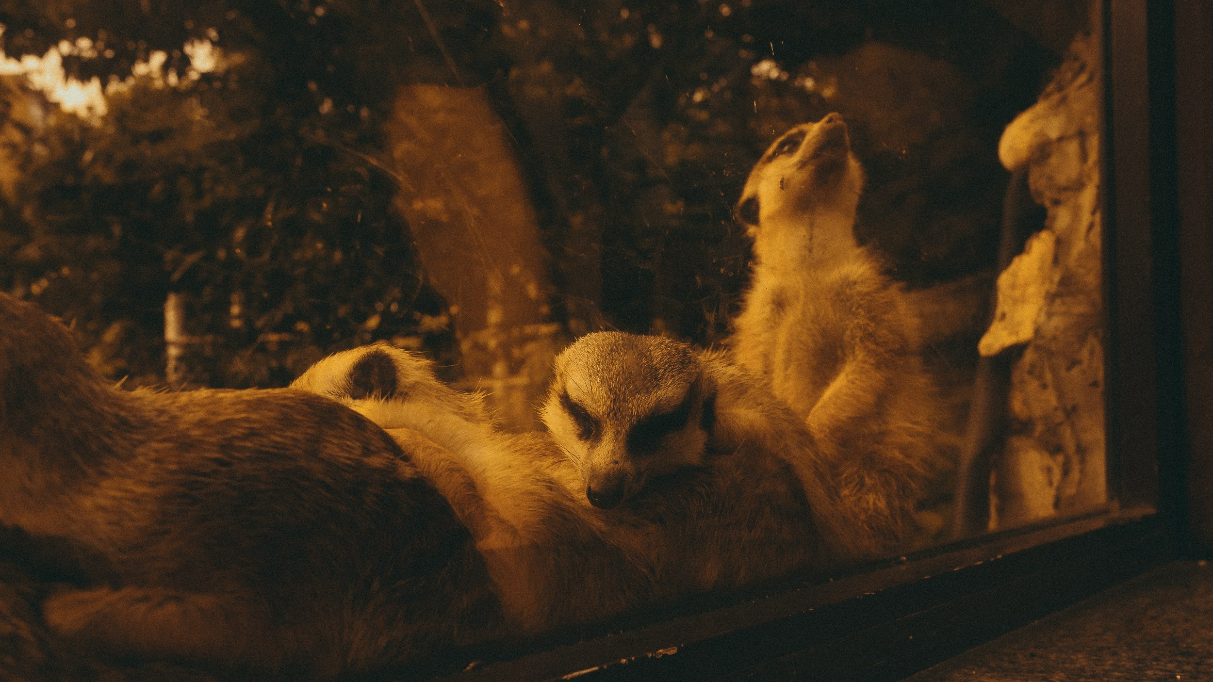 Зоопарк '22. Фёдор Малюгин. Ваш бади в визуале