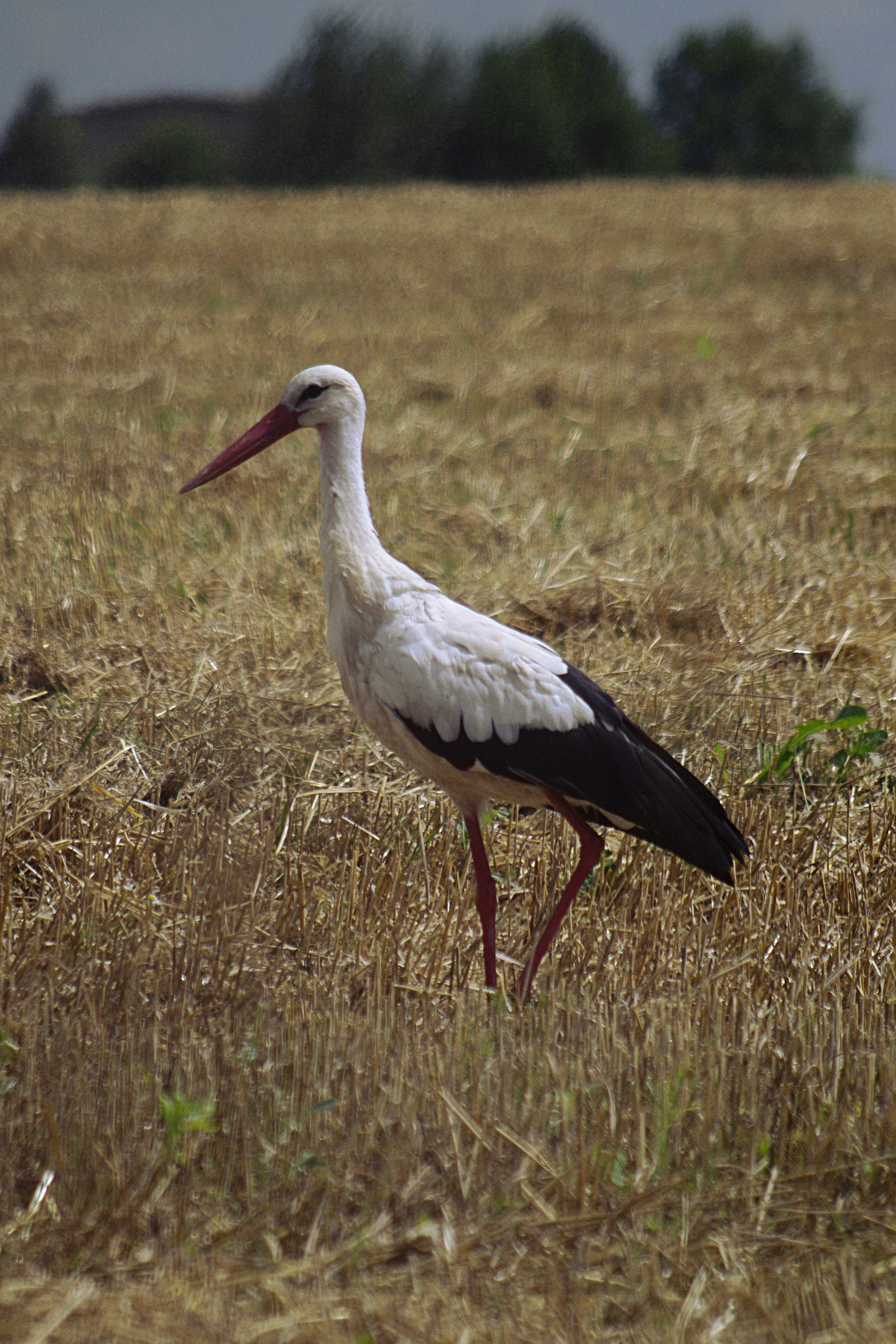 Перья. Семоха Валерий. Фотограф