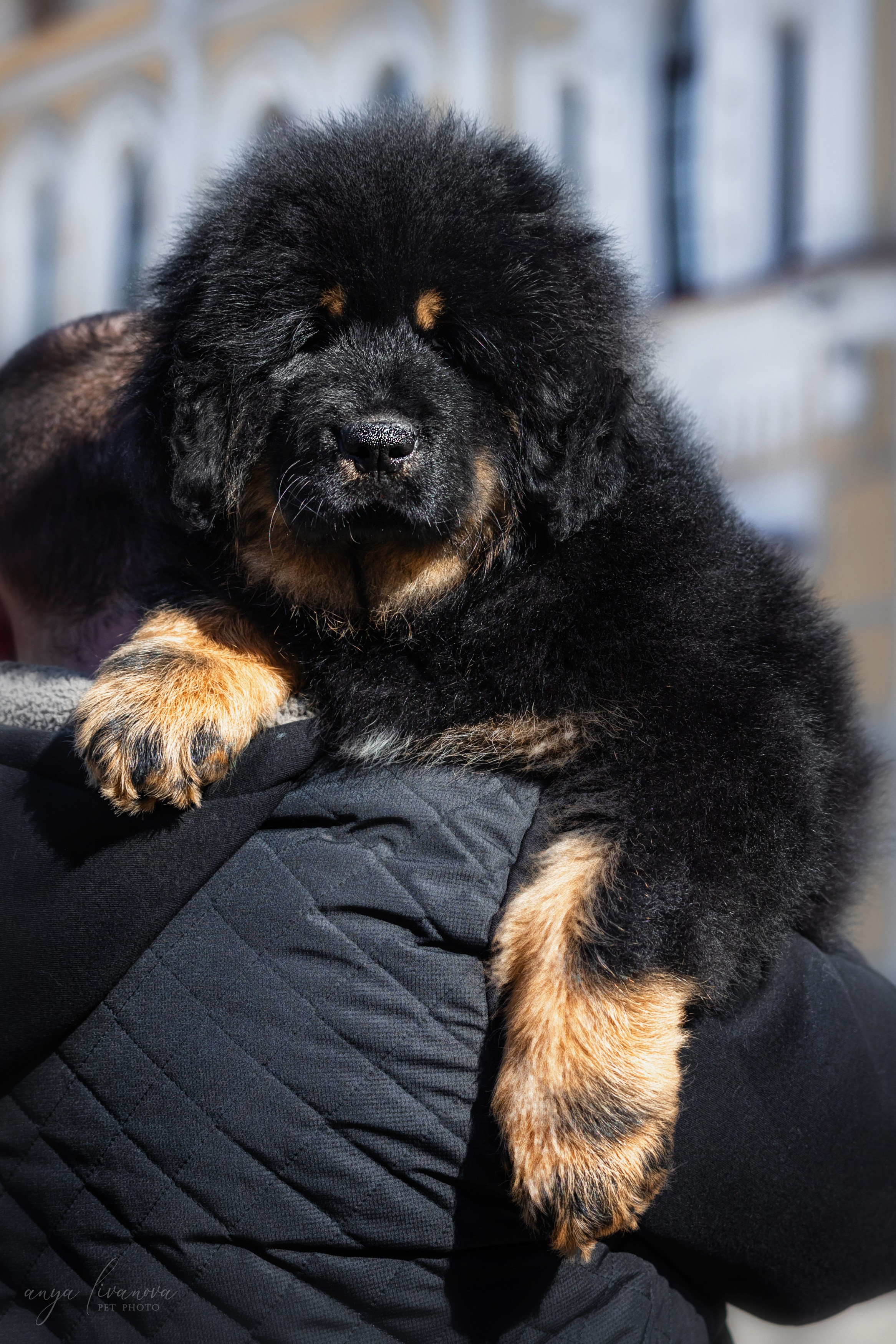 Тибеты. Фотограф анималист Аня Ливанова | Рыбинск