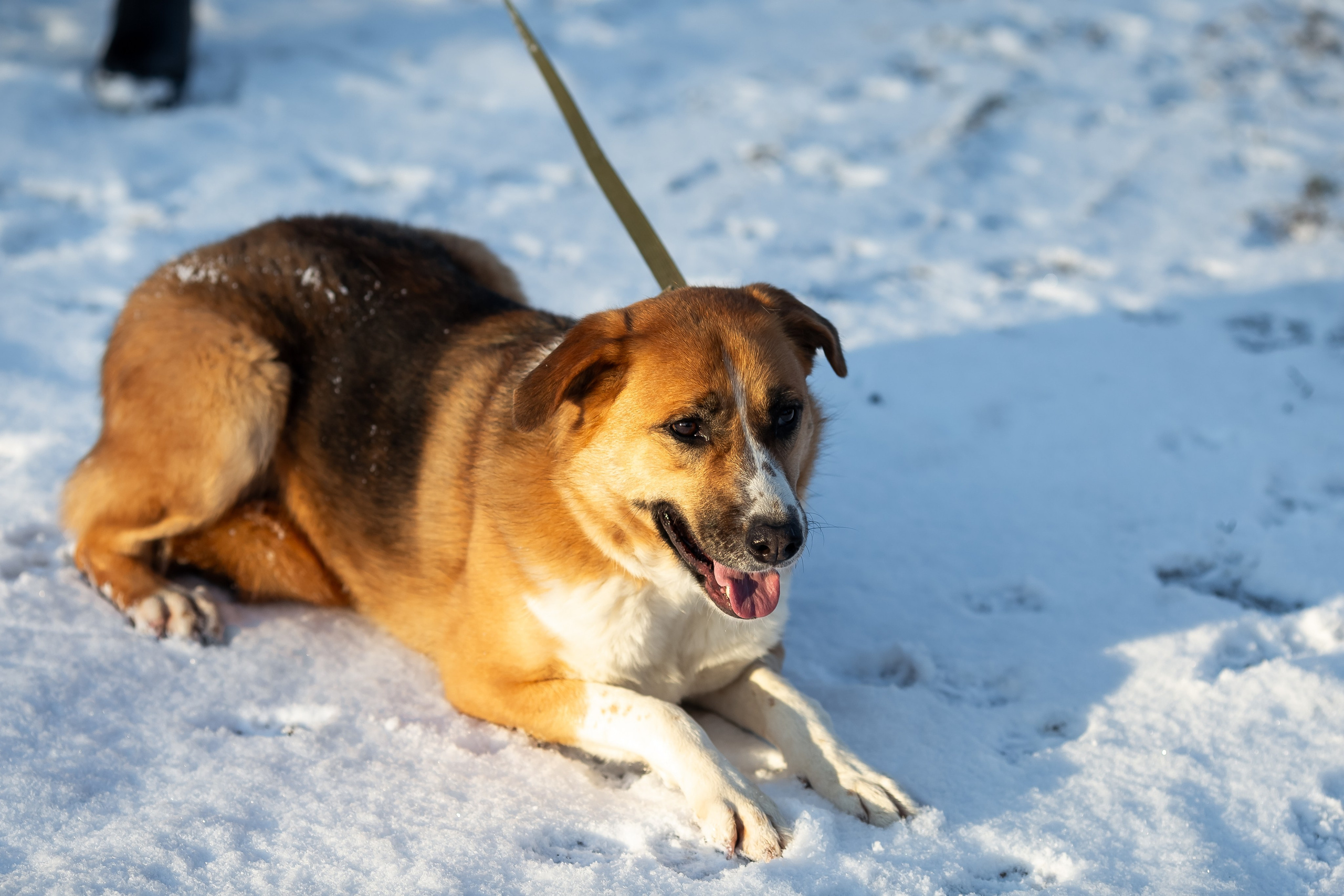 Petshop Забота. Фотограф в Санкт-Петербурге Чумаков Семен