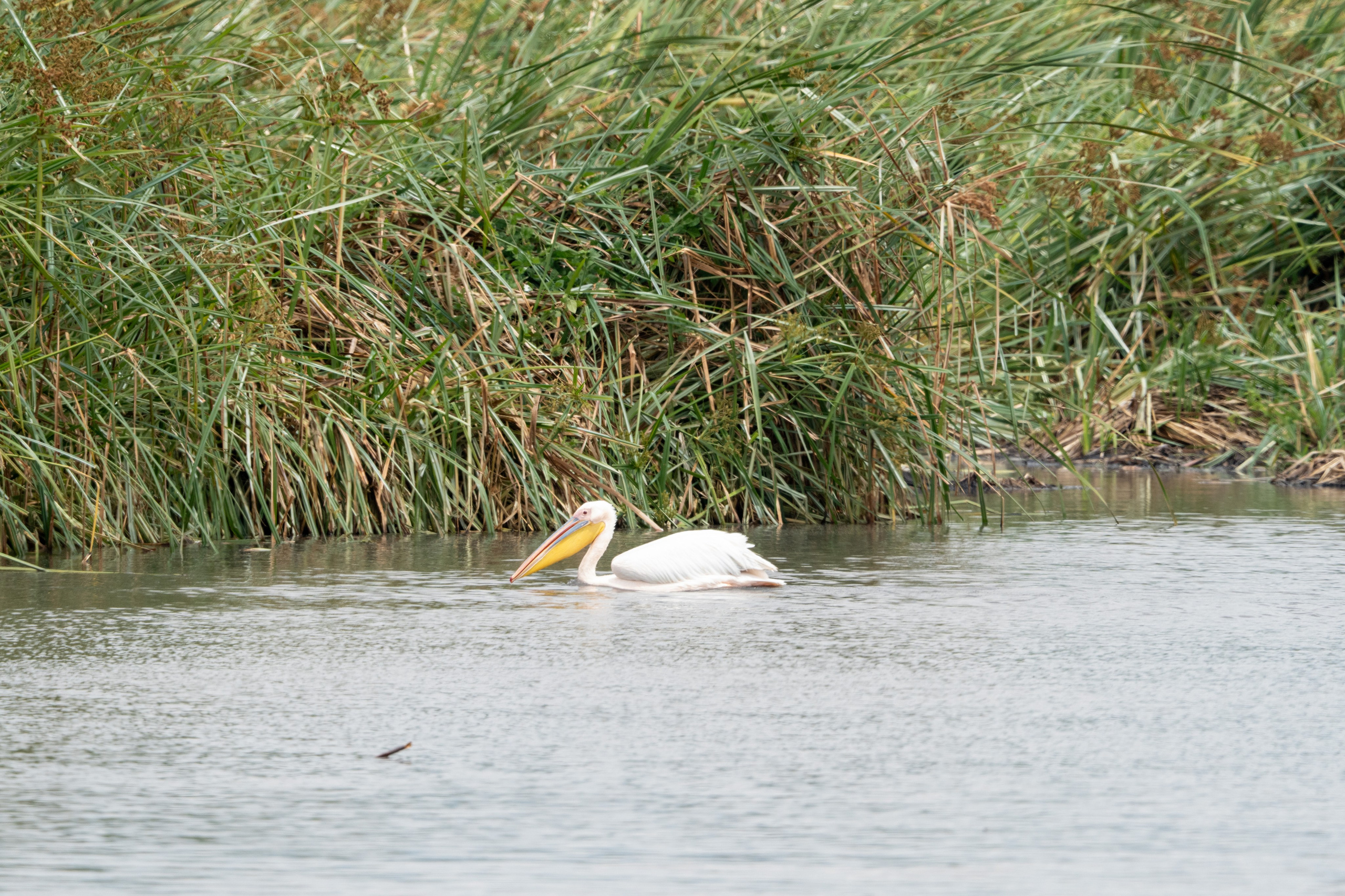 Танзания, сафари, 2025. Творческие сьемки