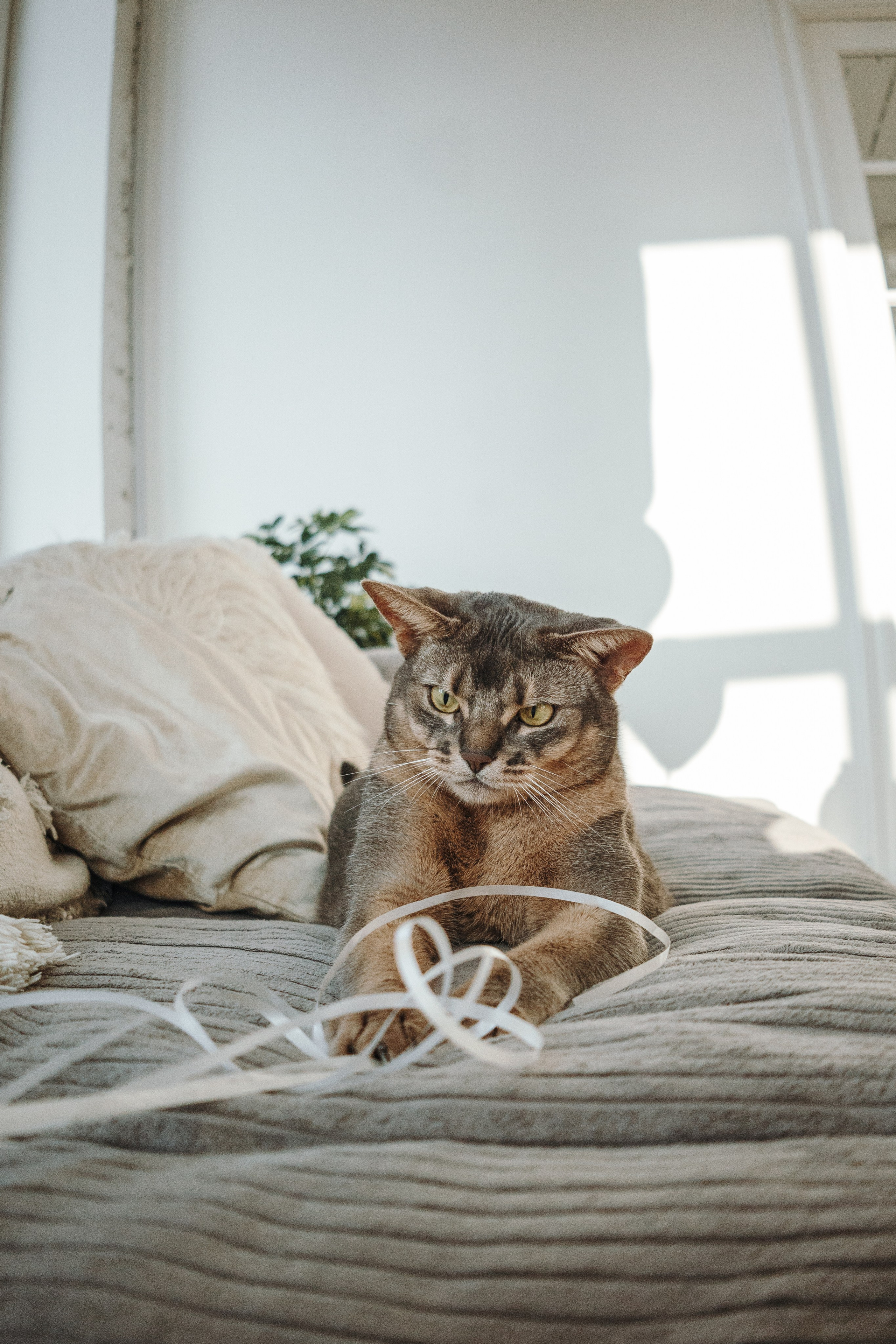 Циско и его семья. Фотограф — Анималист | Санкт-Петербург