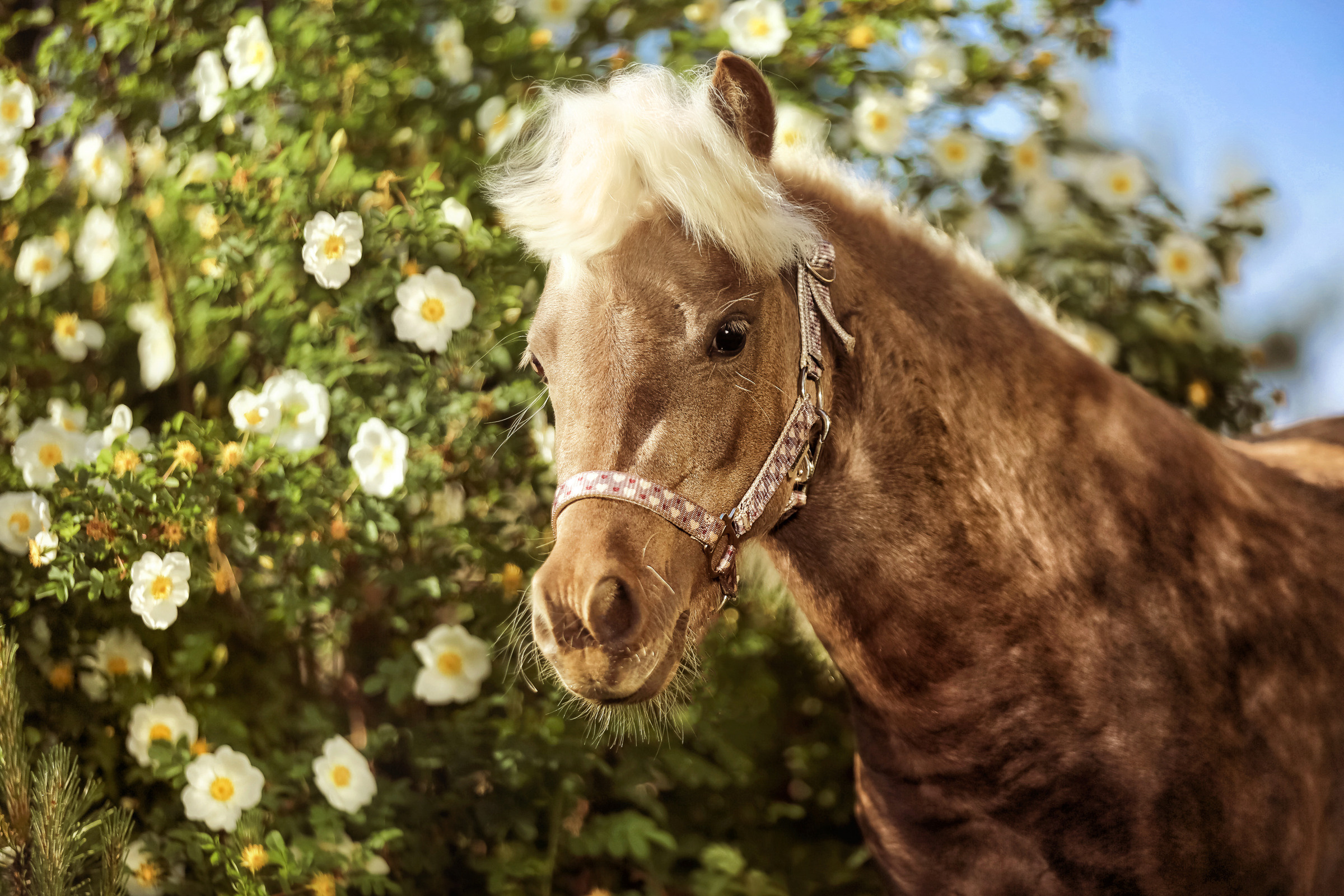 Конная фотосессия. Фотограф женский и мужской портрет Санкт-Петербург