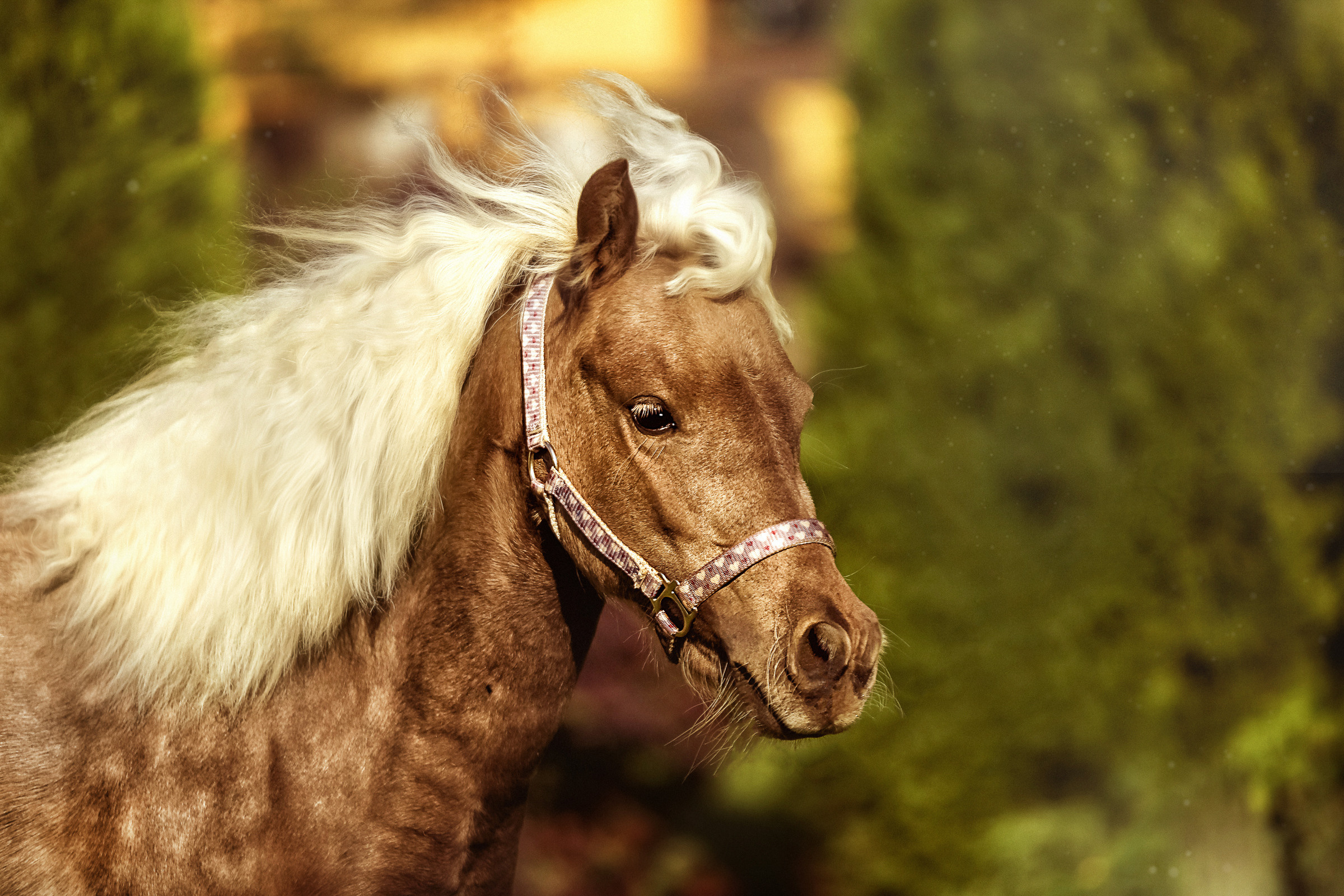 Конная фотосессия. Фотограф женский и мужской портрет Санкт-Петербург