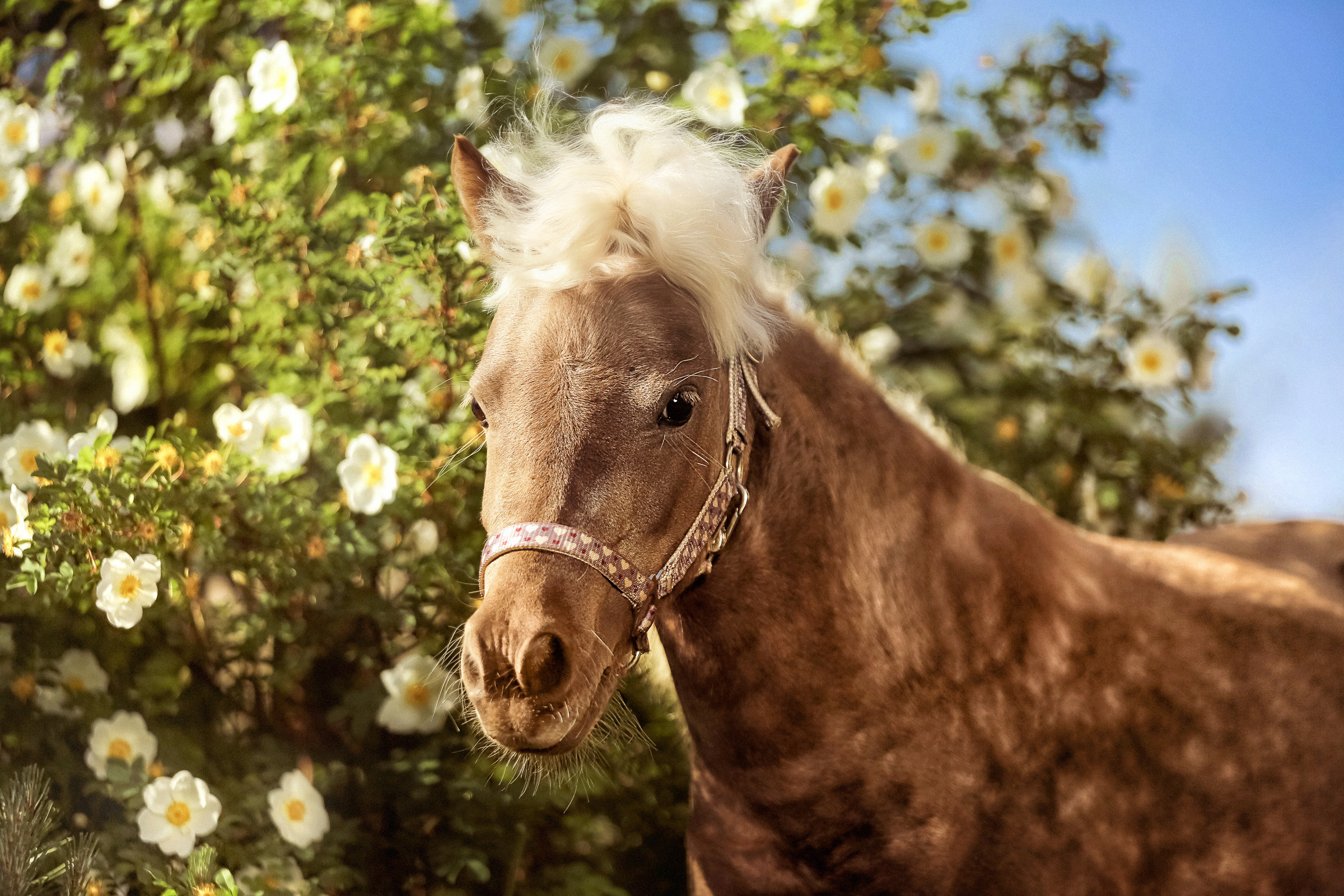 Конная фотосессия. Фотограф женский и мужской портрет Санкт-Петербург