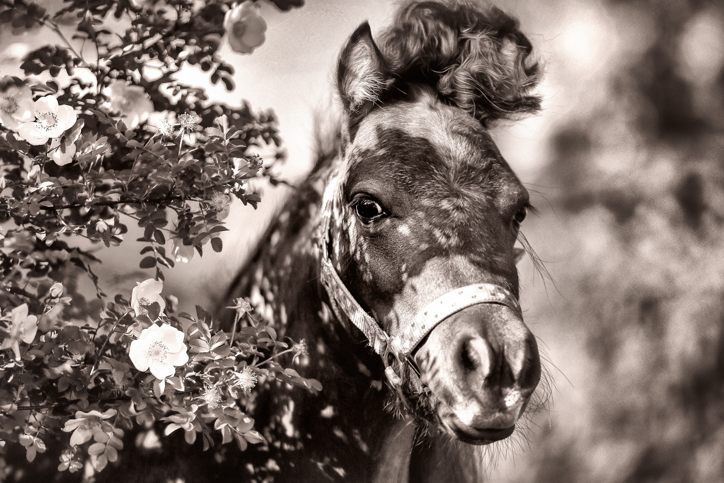Фотосессия для лошадей. Фотограф женский и мужской портрет Санкт-Петербург