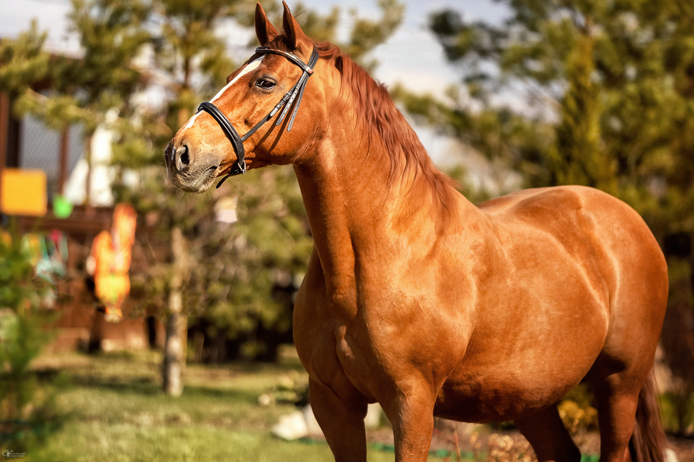 Конная съемка. Фотограф женский и мужской портрет Санкт-Петербург