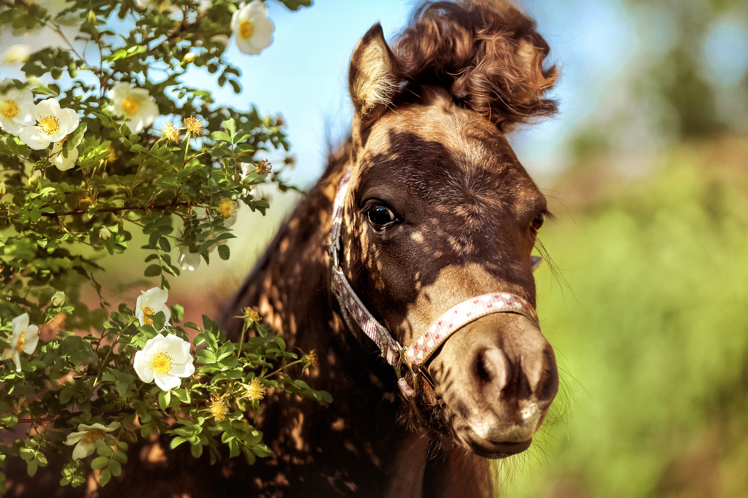 Фотосессия для лошадей. Фотограф женский и мужской портрет Санкт-Петербург