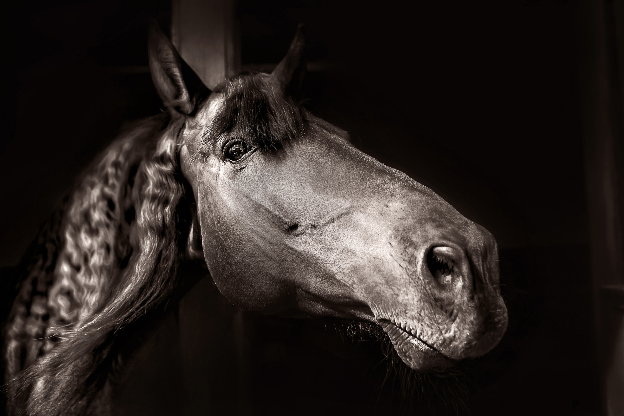 Съемка лошадей. Фотограф женский и мужской портрет Санкт-Петербург